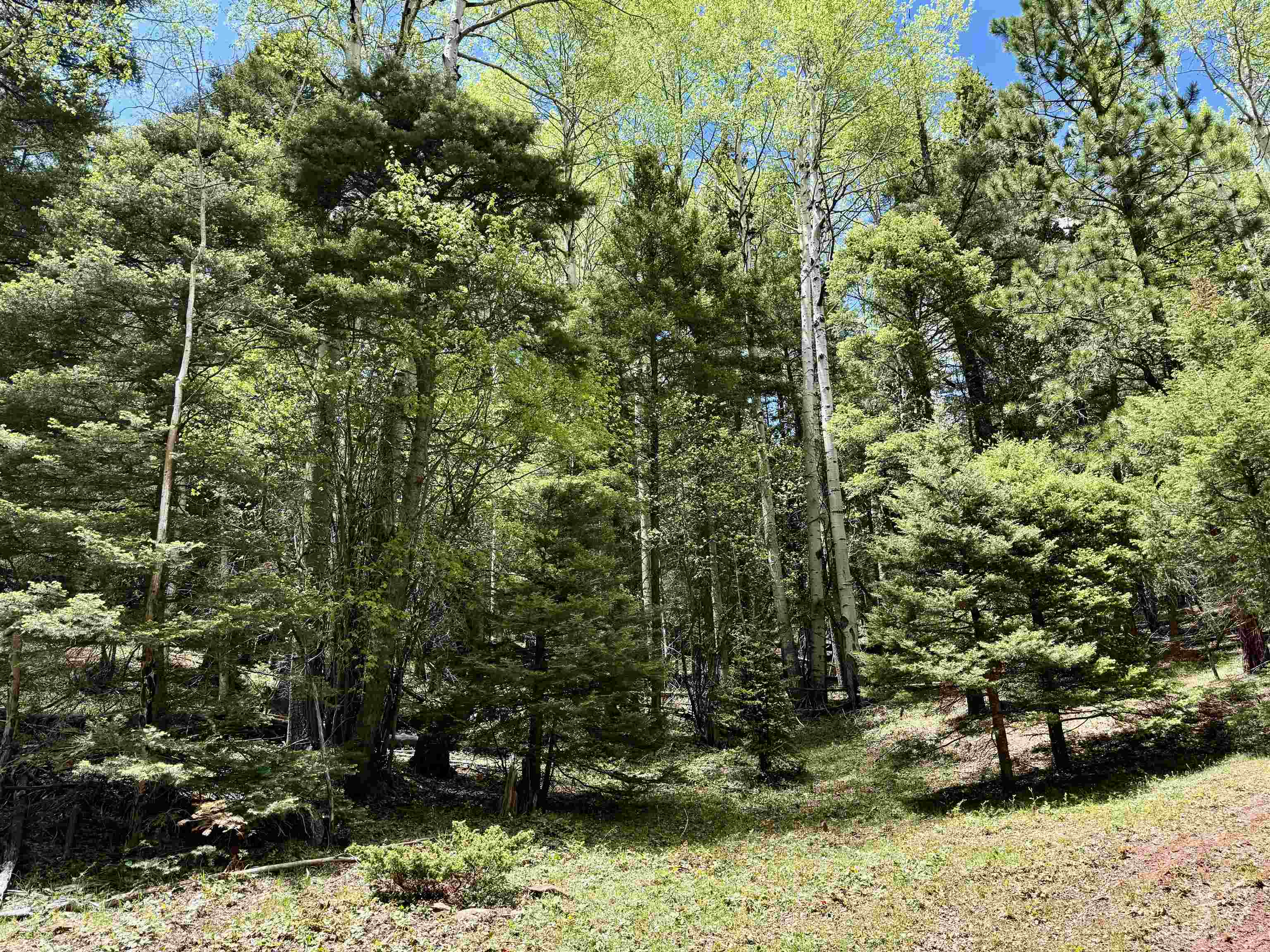 Lot 66 Taos Pines Ranch Road, Angel Fire, New Mexico image 5