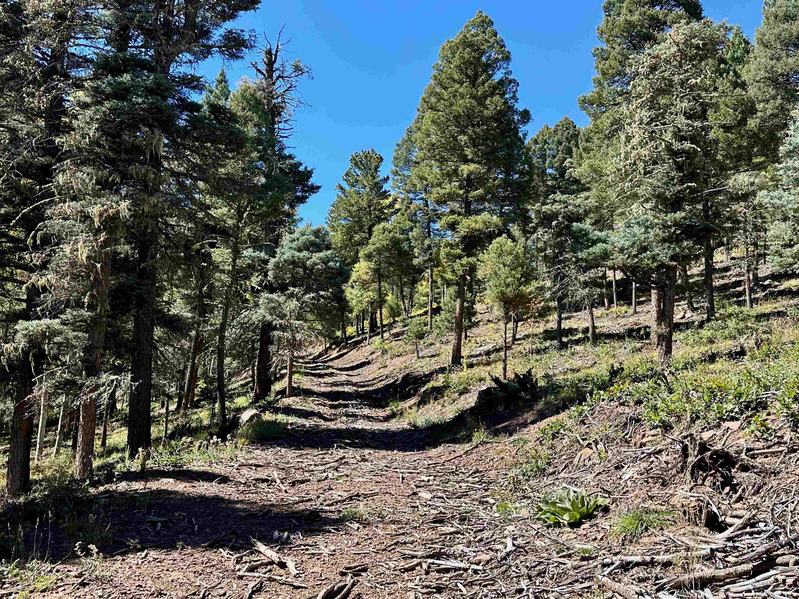 Lot 66 Taos Pines Ranch Road, Angel Fire, New Mexico image 6