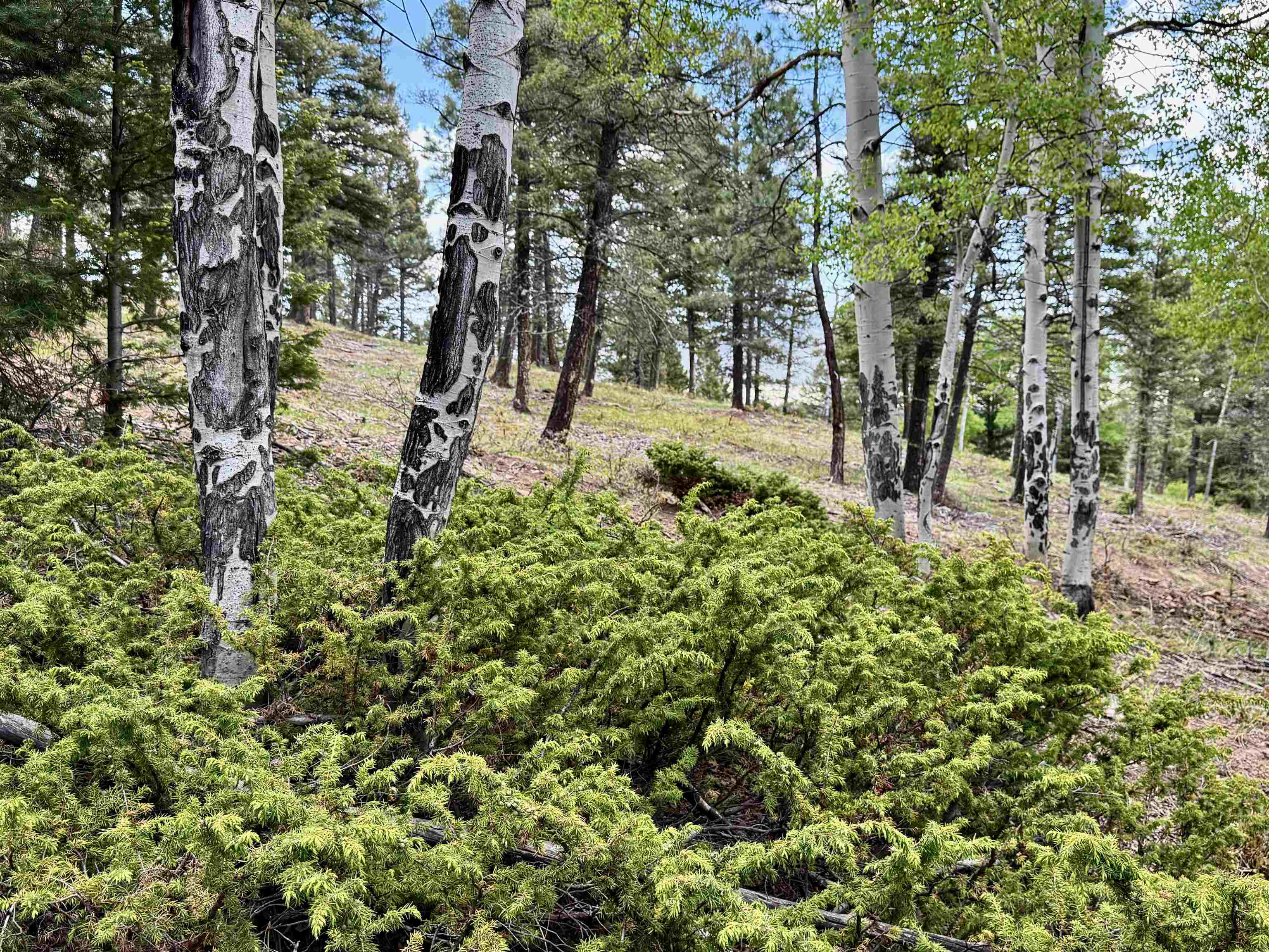 Lot 66 Taos Pines Ranch Road, Angel Fire, New Mexico image 10