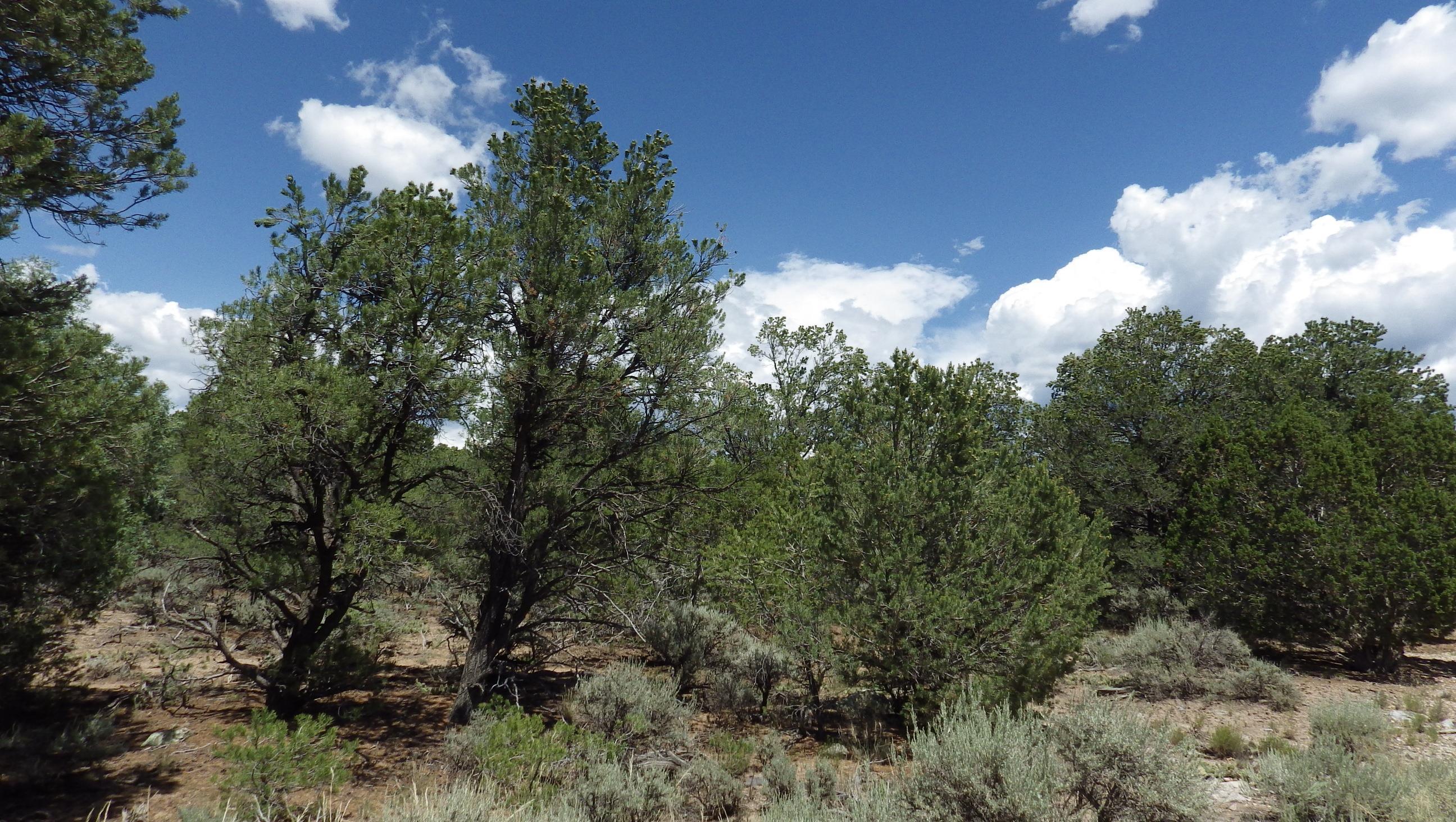 000 Brazelton Road, Ranchos de Taos, New Mexico image 9