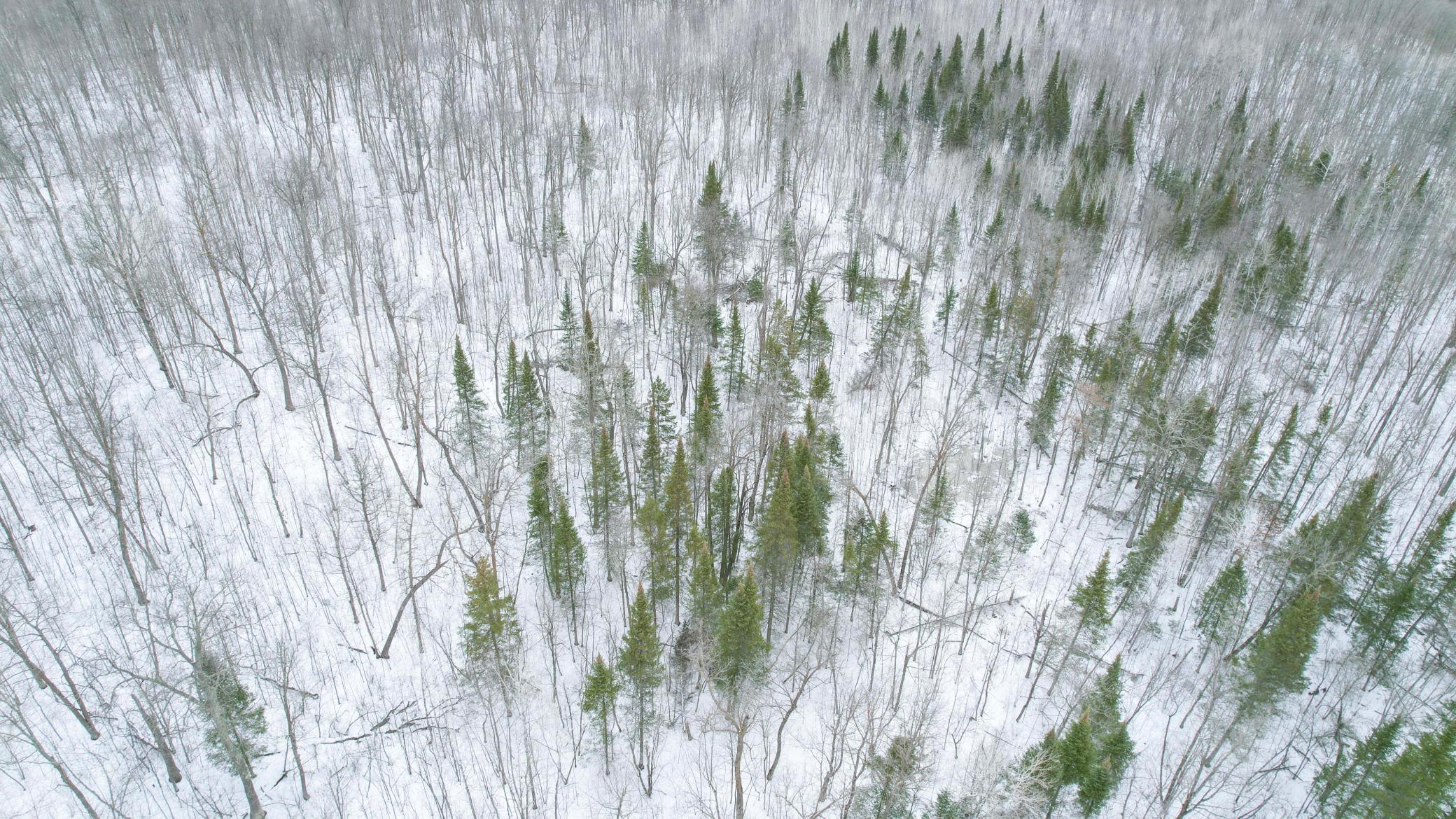 Parcel A Ticonderoga Trail, Hackensack, Minnesota image 4