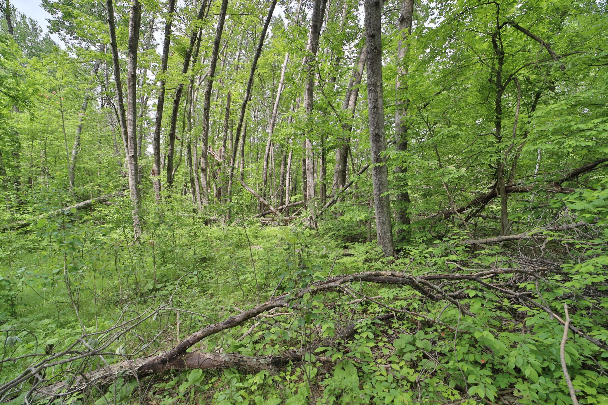 TBD Blue Lane, Emily, Minnesota image 6