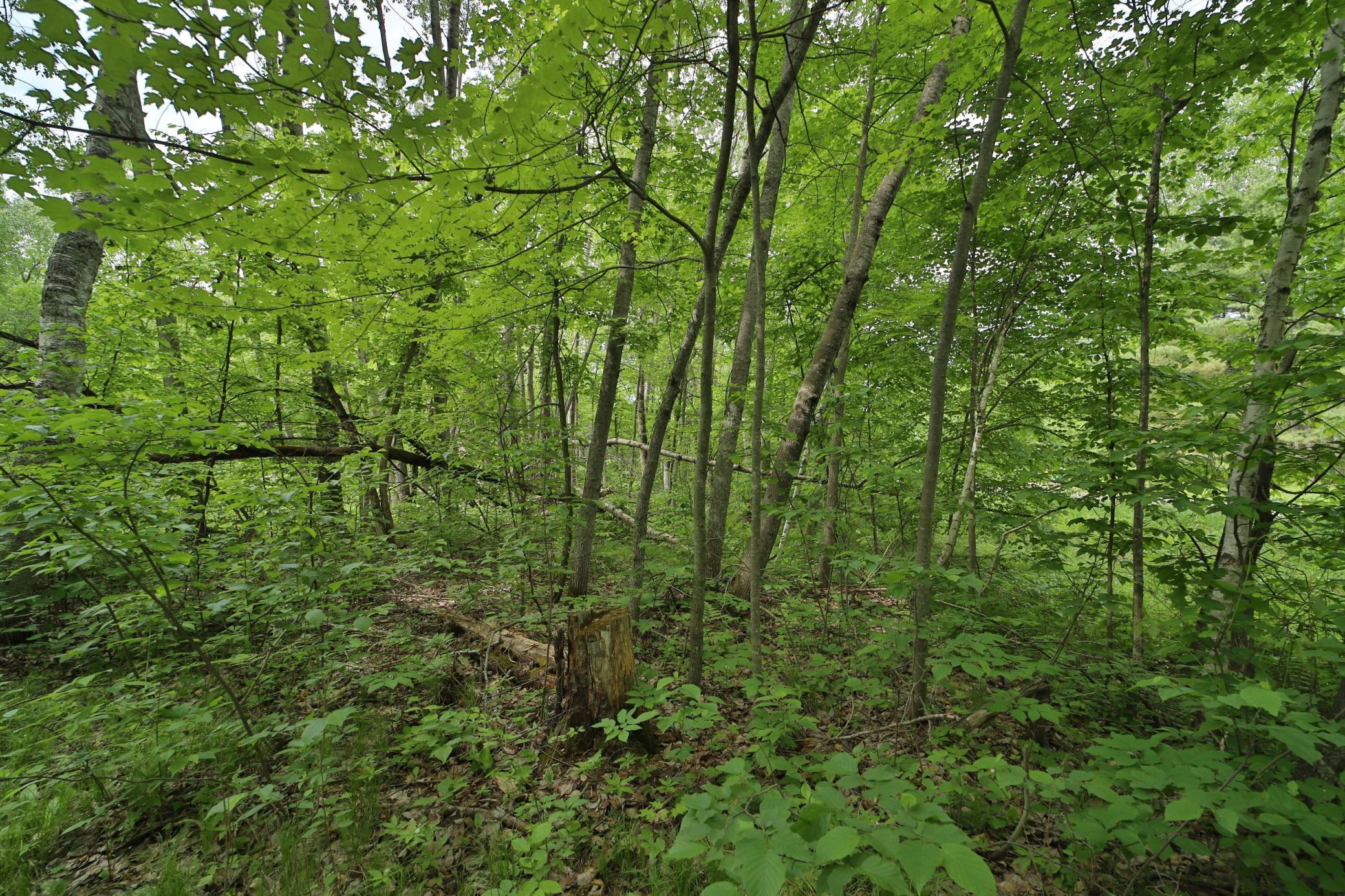TBD Blue Lane, Emily, Minnesota image 7