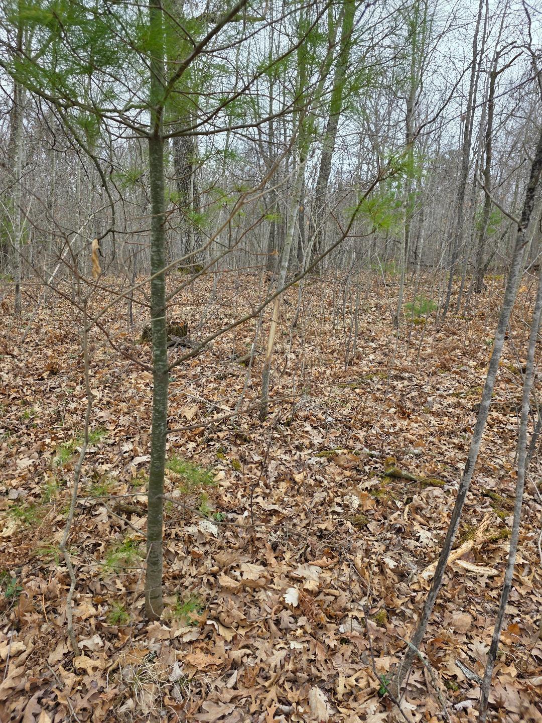 Lot 8 Lukes Lane, Danbury, Wisconsin image 1