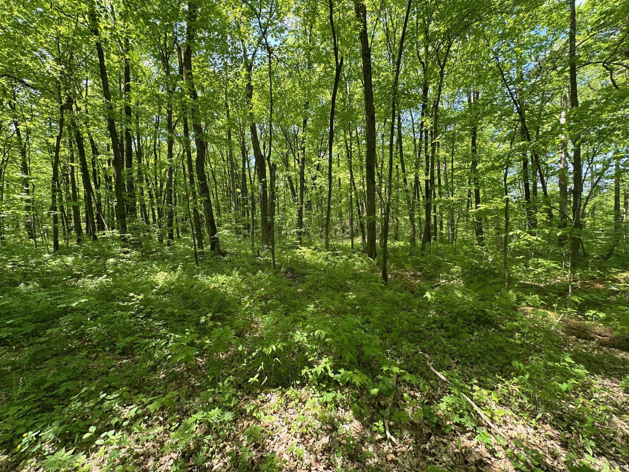 XXCB Merlin Road, Hillman, Minnesota image 32