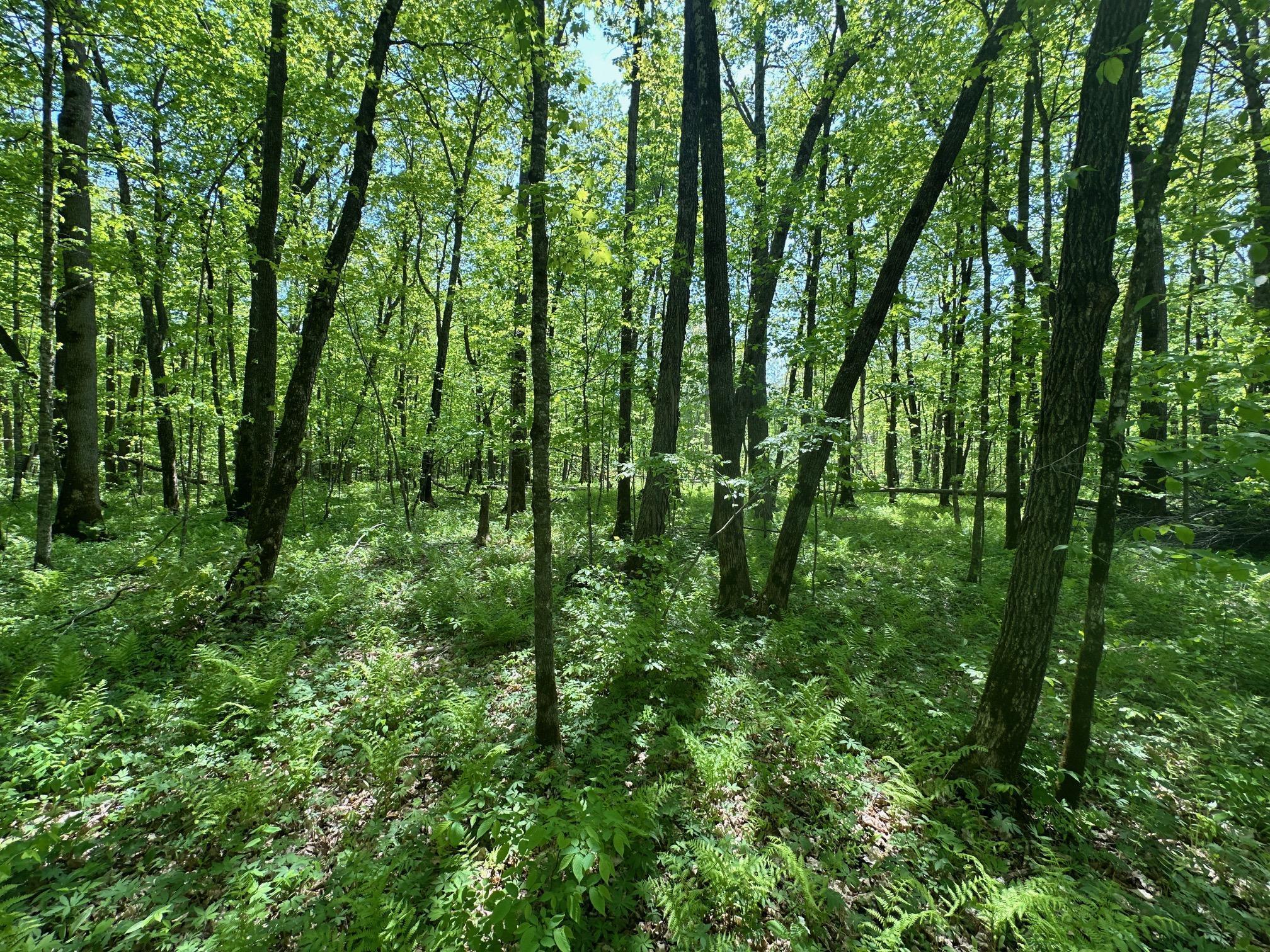 XXCB Merlin Road, Hillman, Minnesota image 35