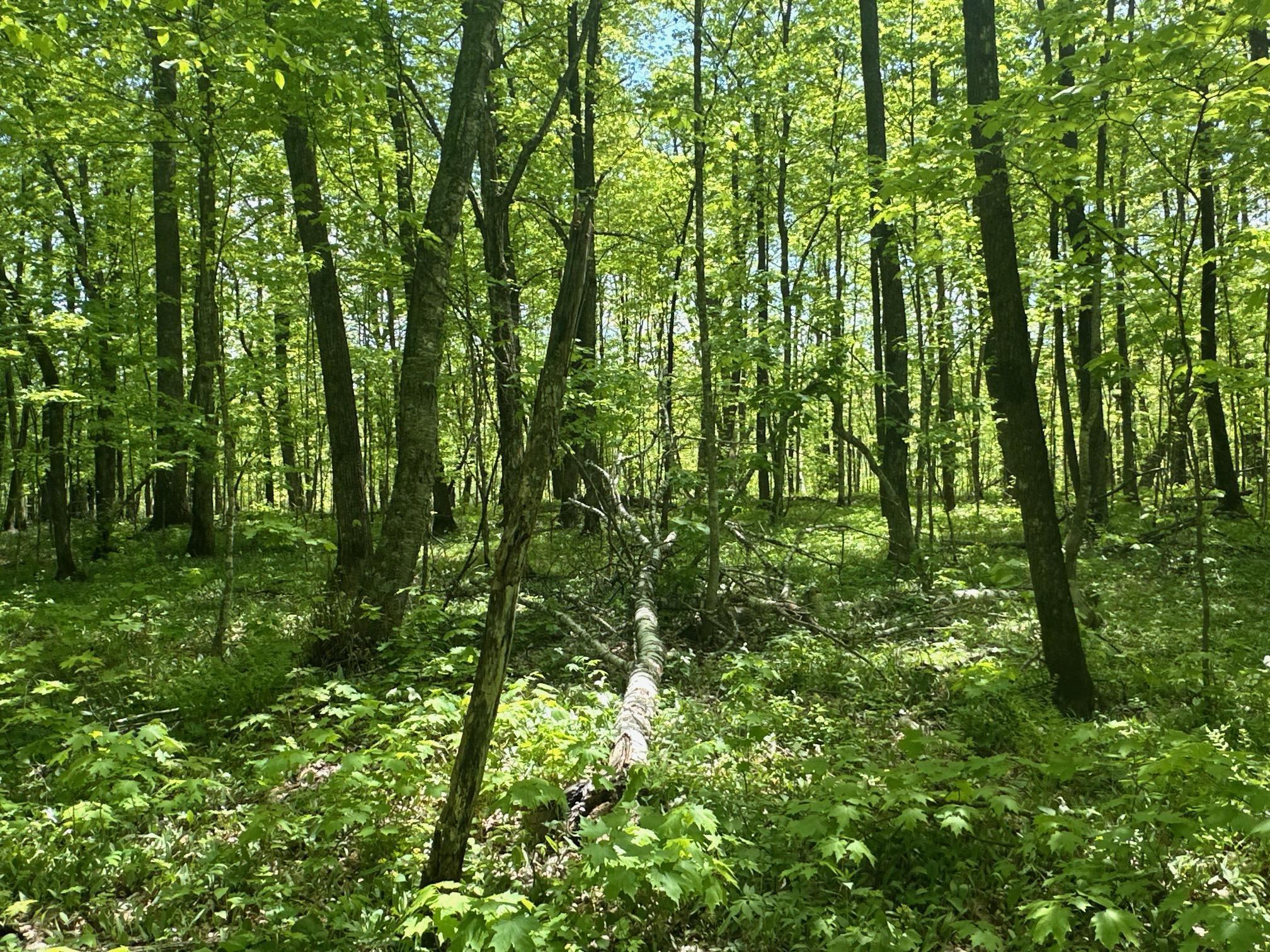 XXCB Merlin Road, Hillman, Minnesota image 38