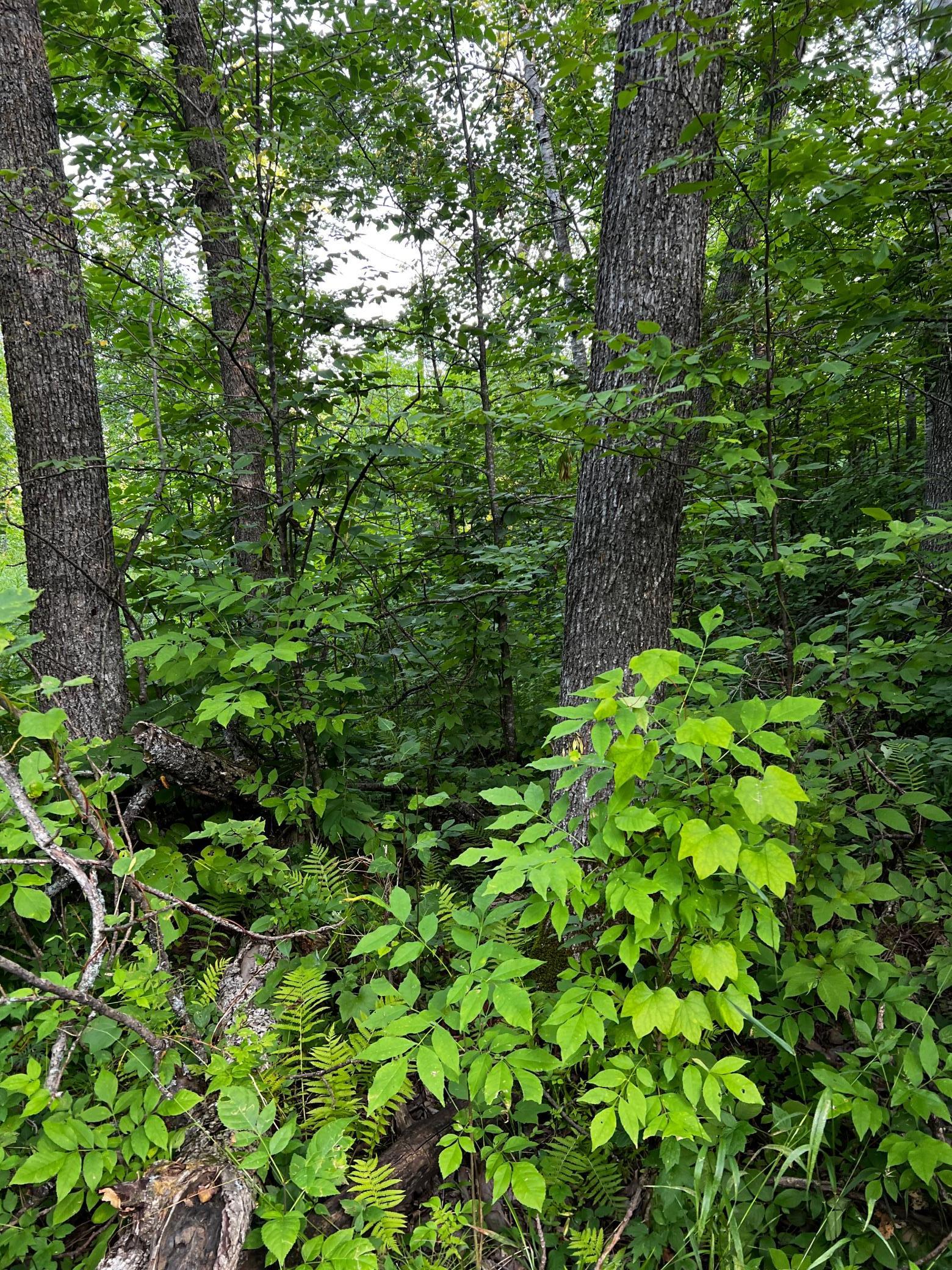 TBD Lot 8 300th Avenue, Lengby, Minnesota image 22