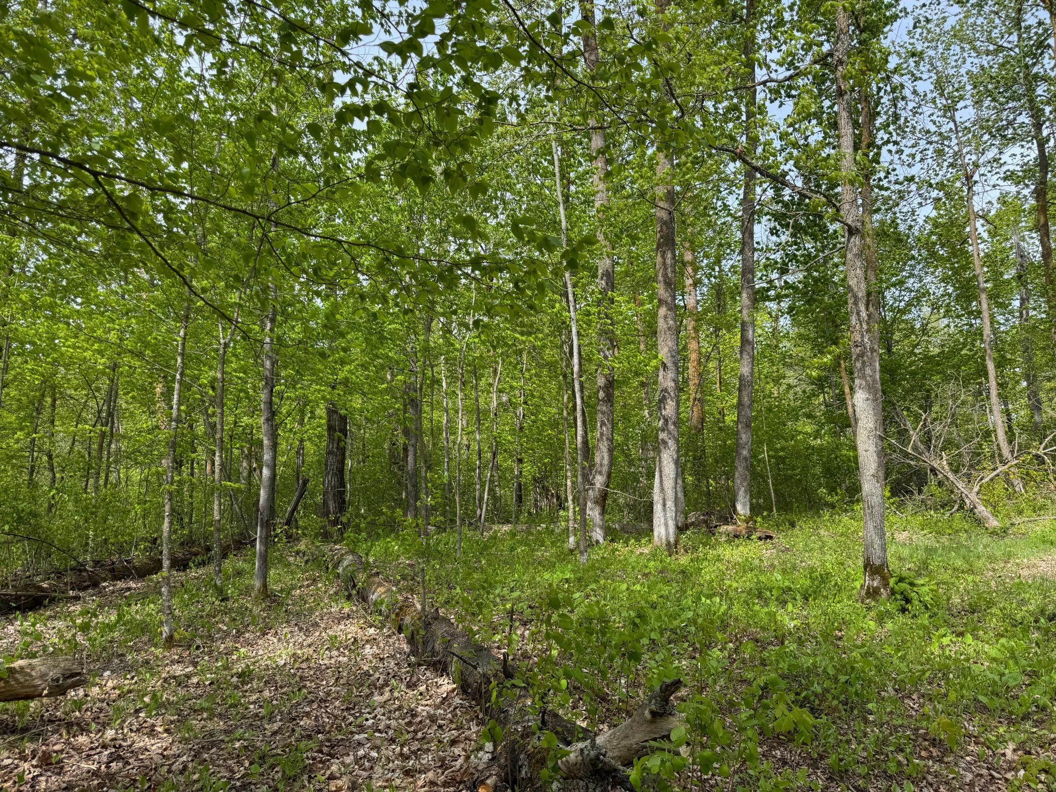 9270 Howling Wolf Drive, Bemidji, Minnesota image 5