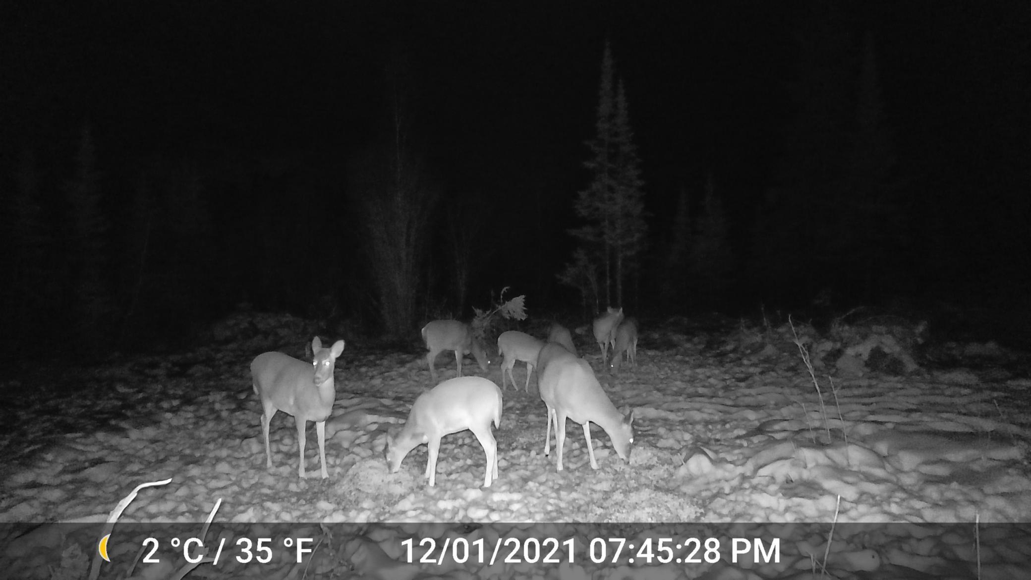TBD Sethers Rd. Sethers Rd., Orr, Minnesota image 20