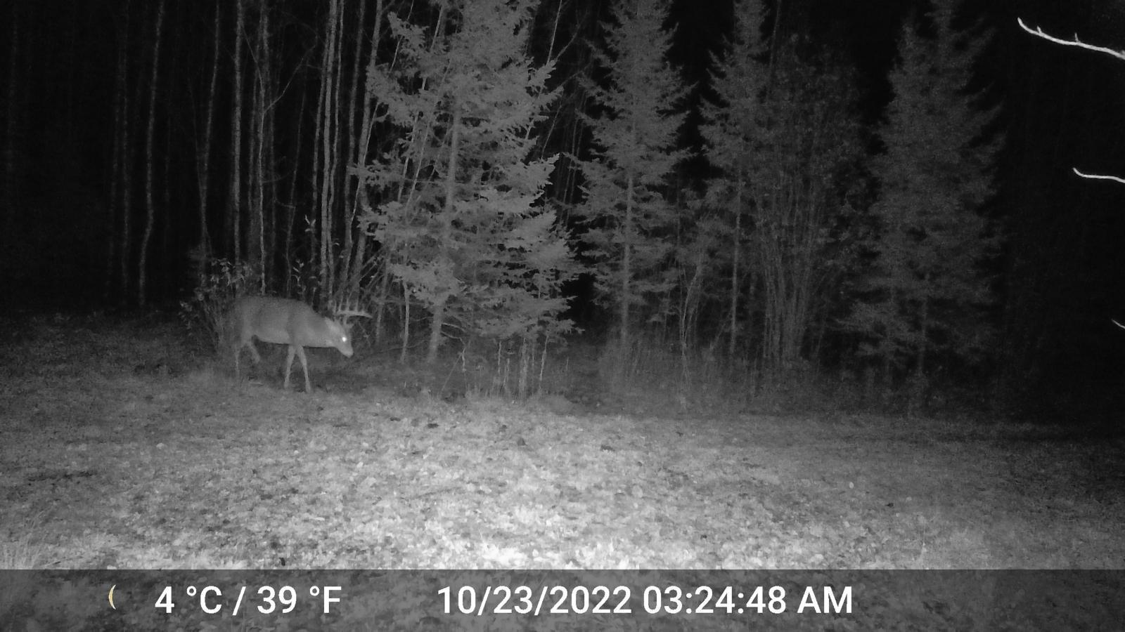 TBD Sethers Rd. Sethers Rd., Orr, Minnesota image 24