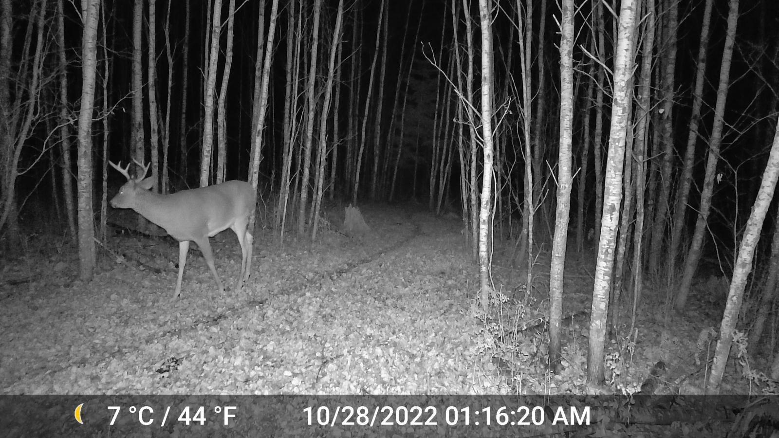 TBD Sethers Rd. Sethers Rd., Orr, Minnesota image 16
