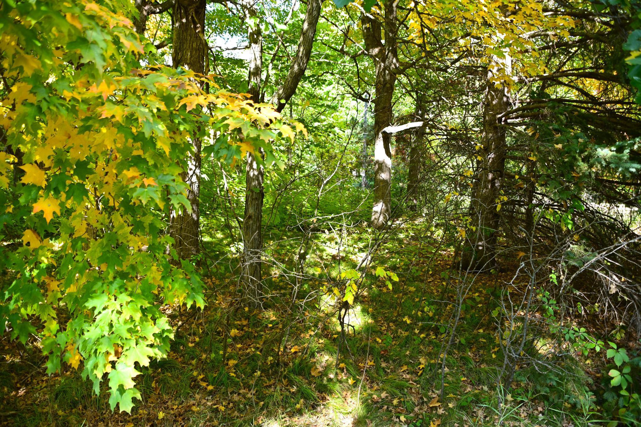 Xxx Plum Drive, Browerville, Minnesota image 5