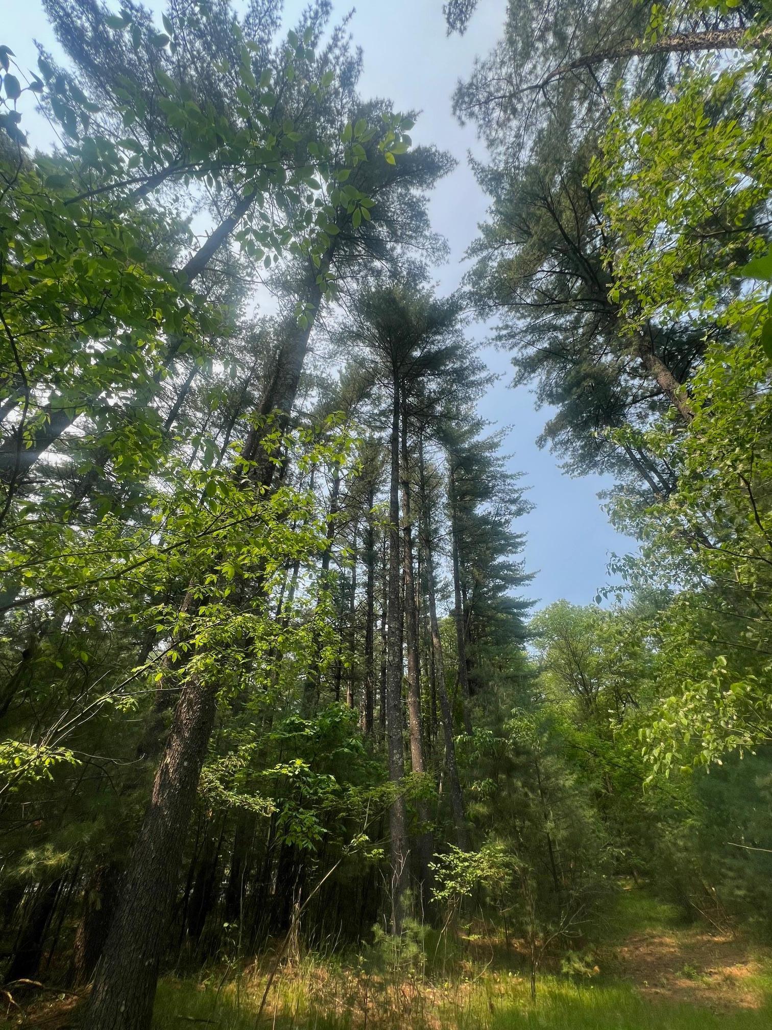 Xxx Benson Avenue, Grantsburg, Wisconsin image 5