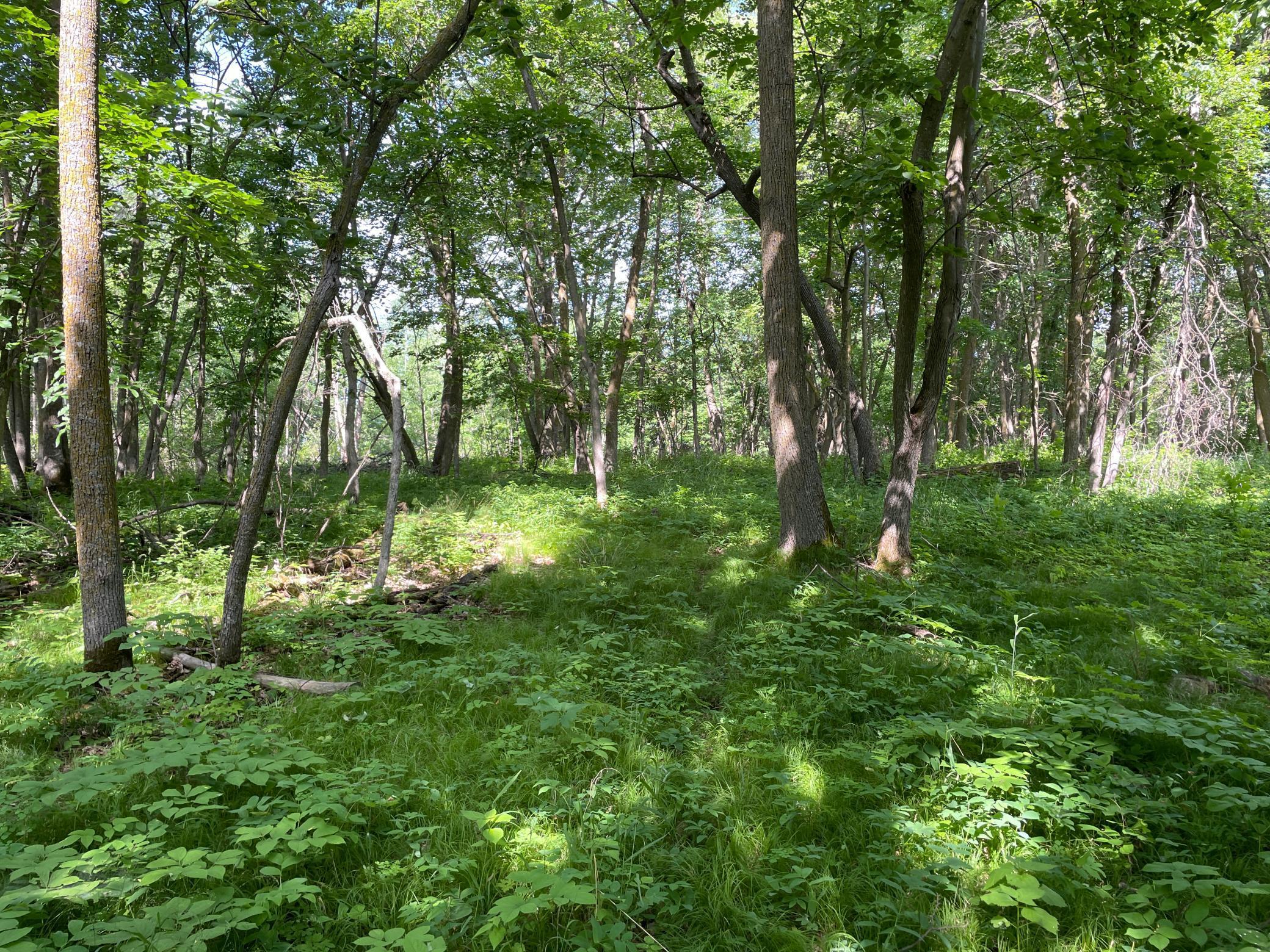 TBD 460th Street, Gonvick, Minnesota image 40