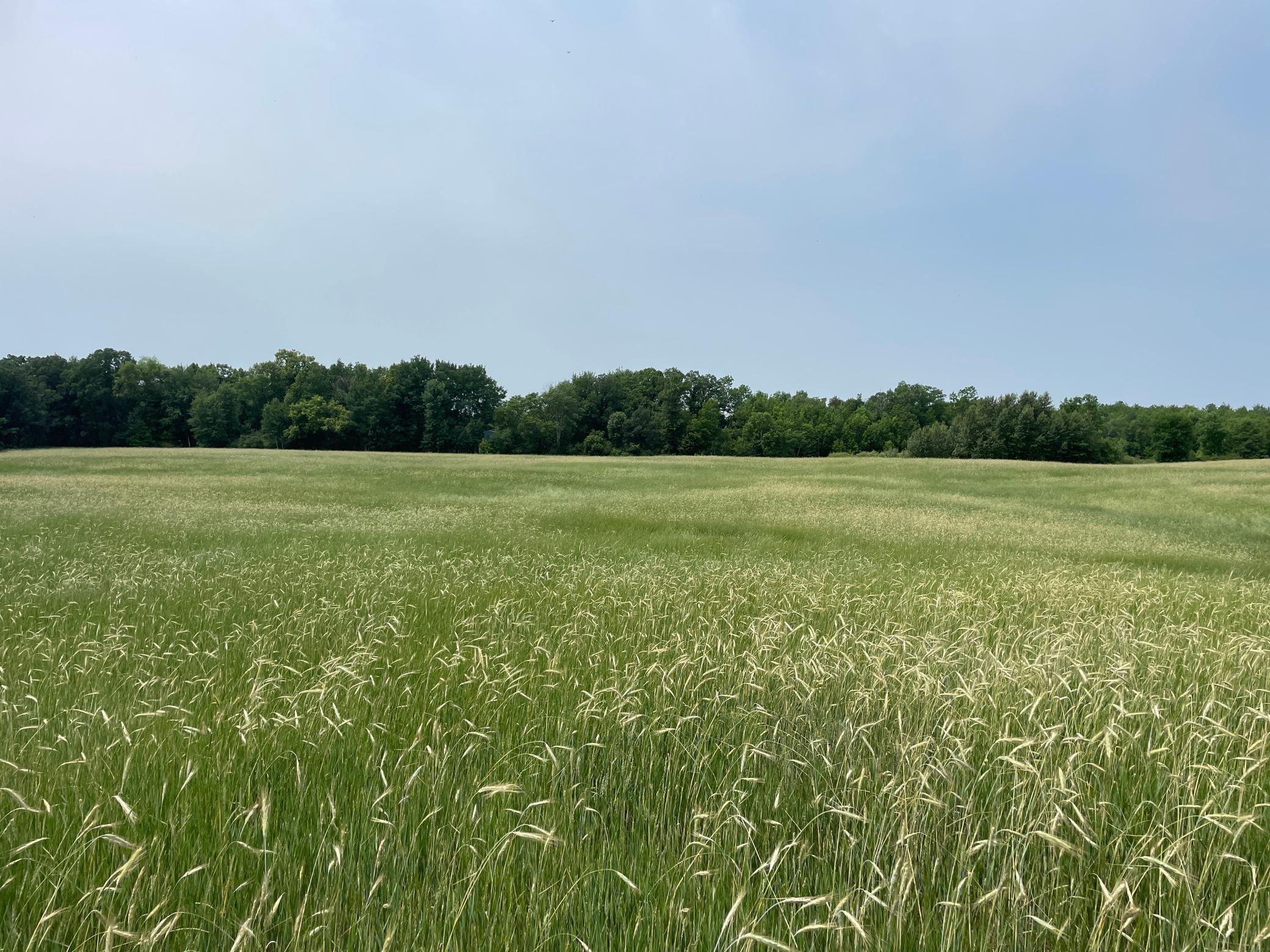 TBD 460th Street, Gonvick, Minnesota image 46