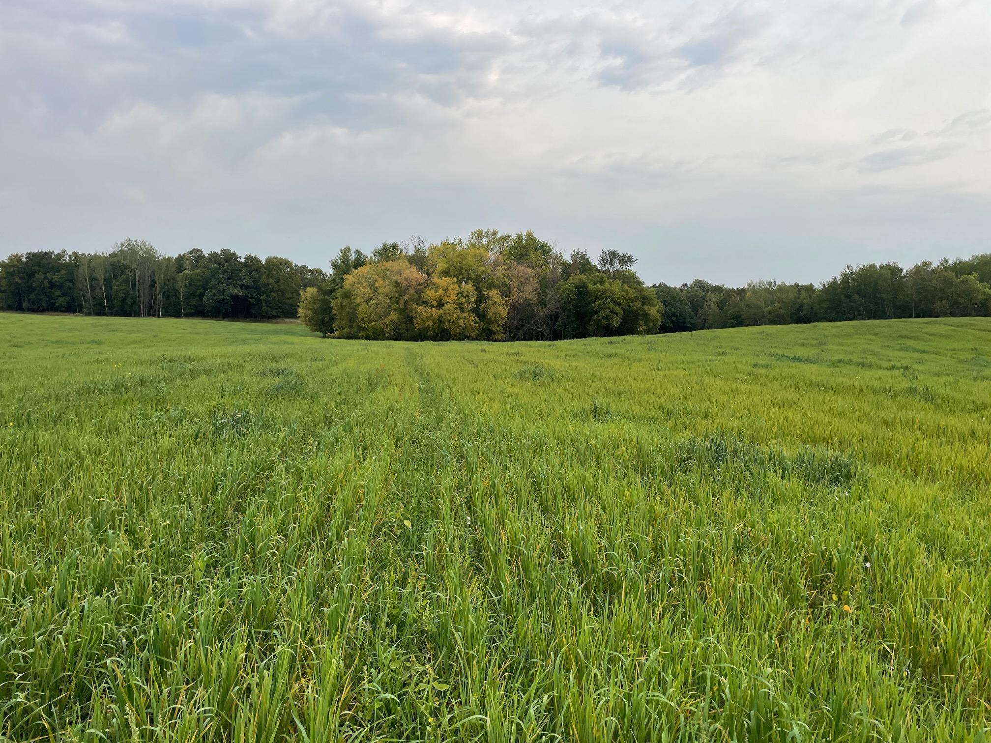 TBD 460th Street, Gonvick, Minnesota image 36