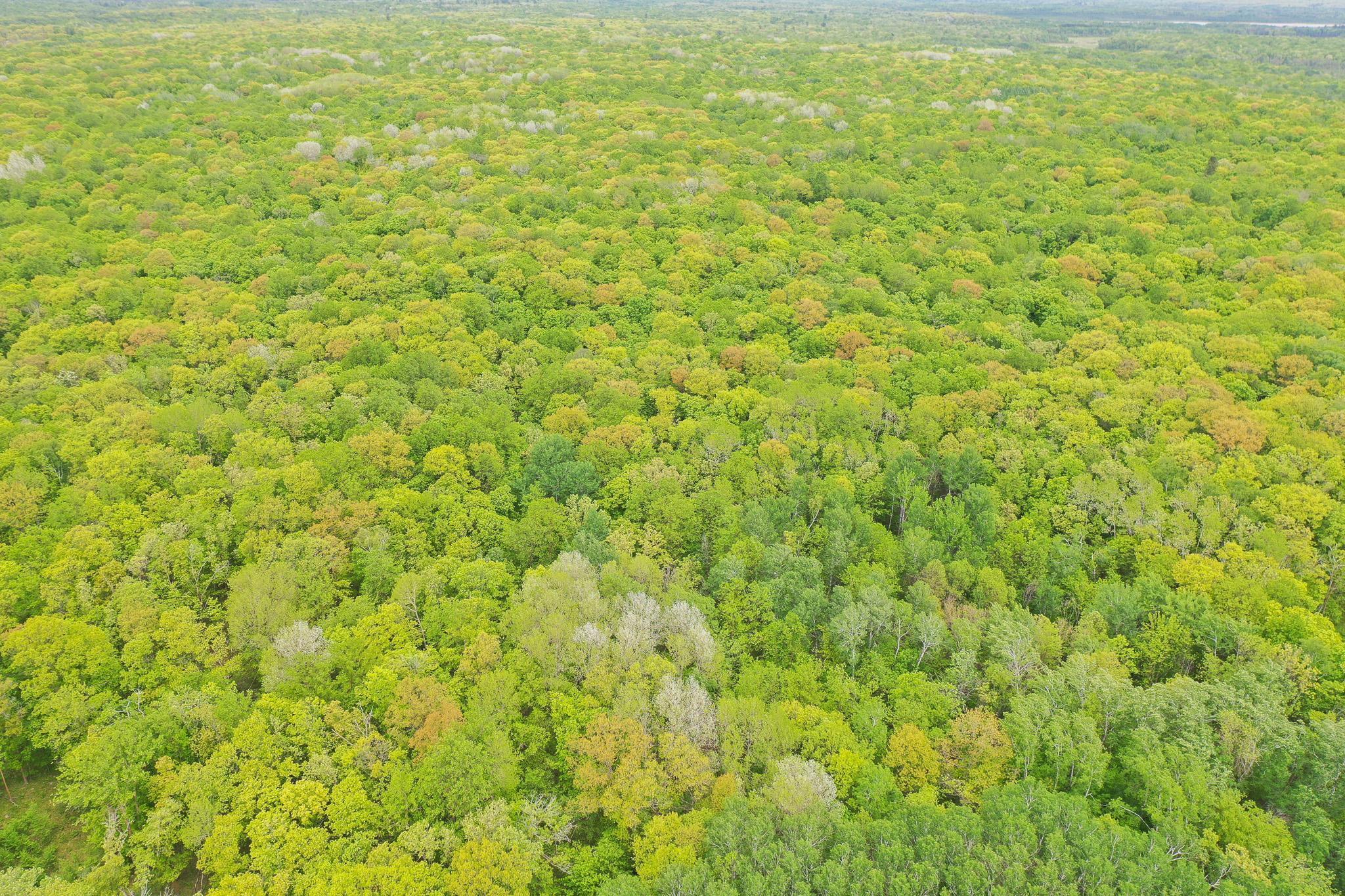 TBD Knopf Road, Rochert, Minnesota image 3