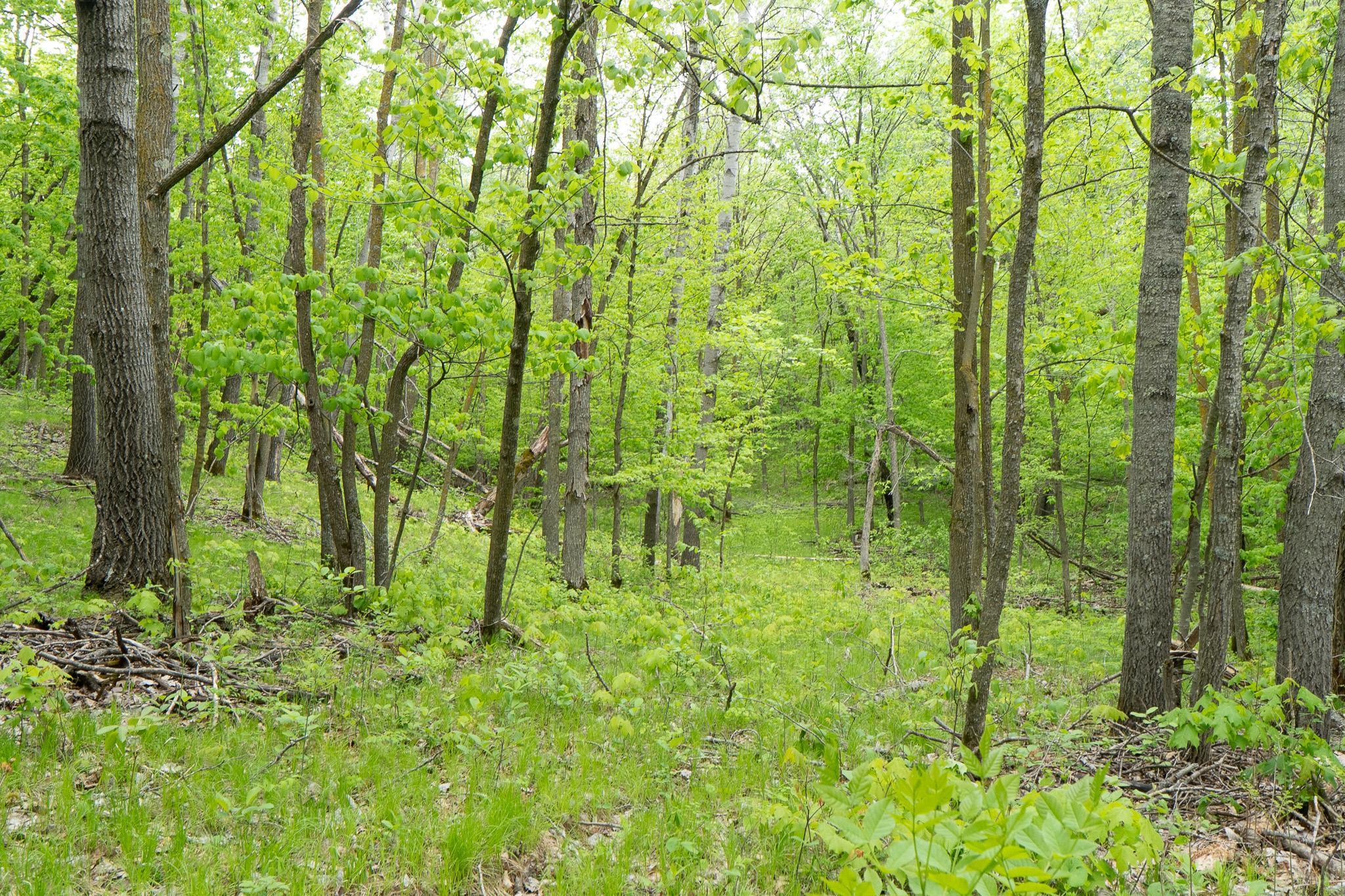TBD Knopf Road, Rochert, Minnesota image 19