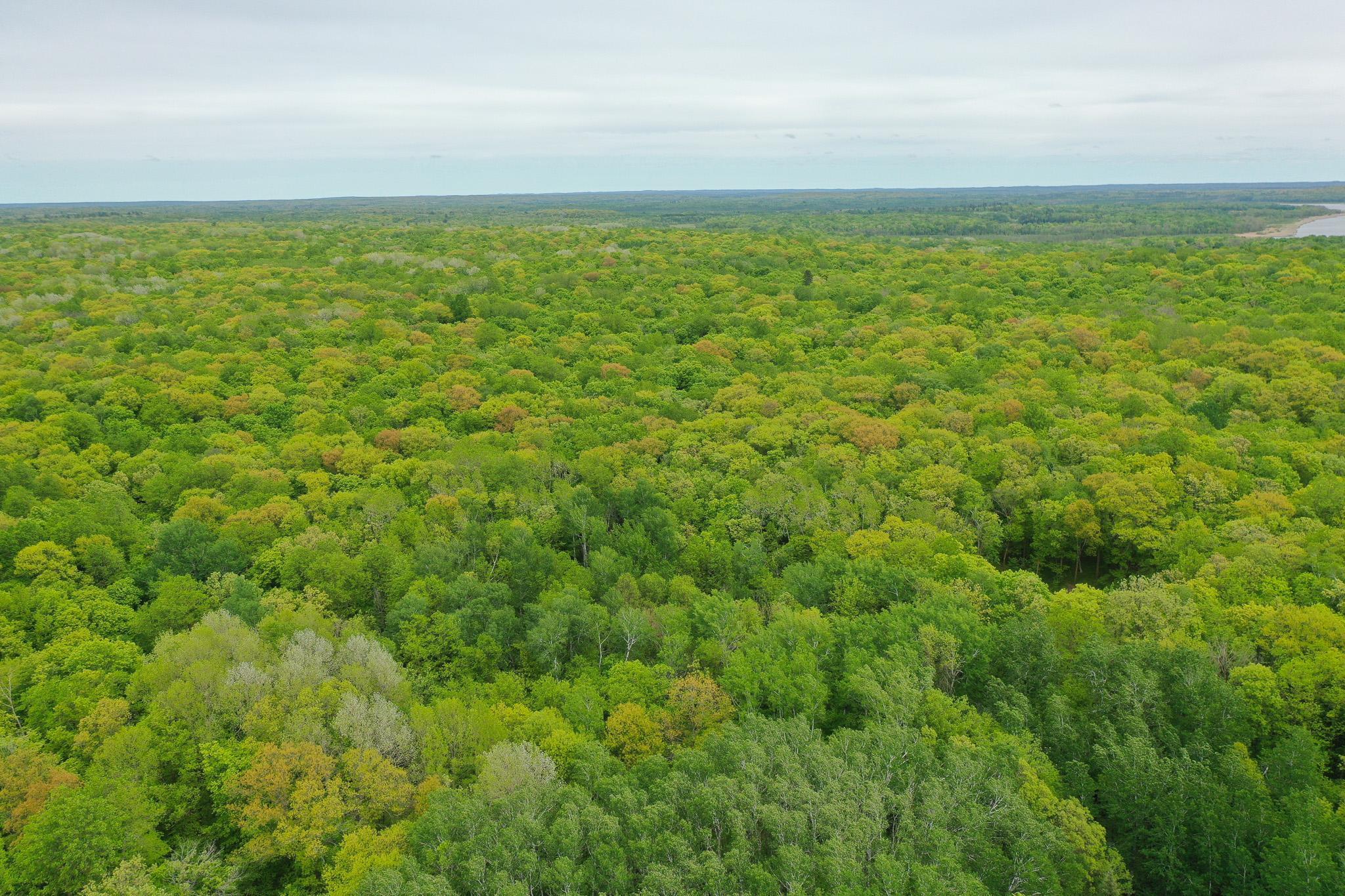 TBD Knopf Road, Rochert, Minnesota image 1