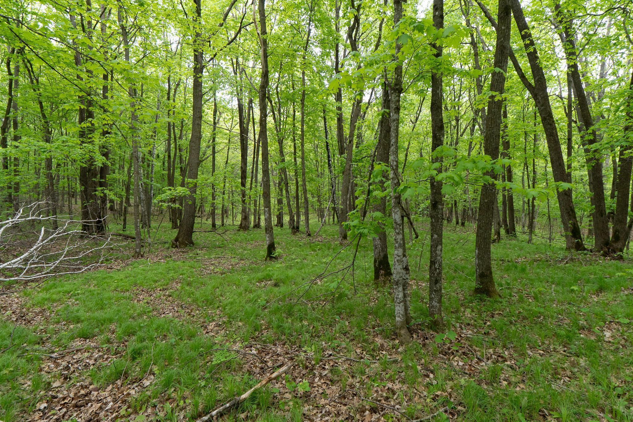 TBD Knopf Road, Rochert, Minnesota image 23
