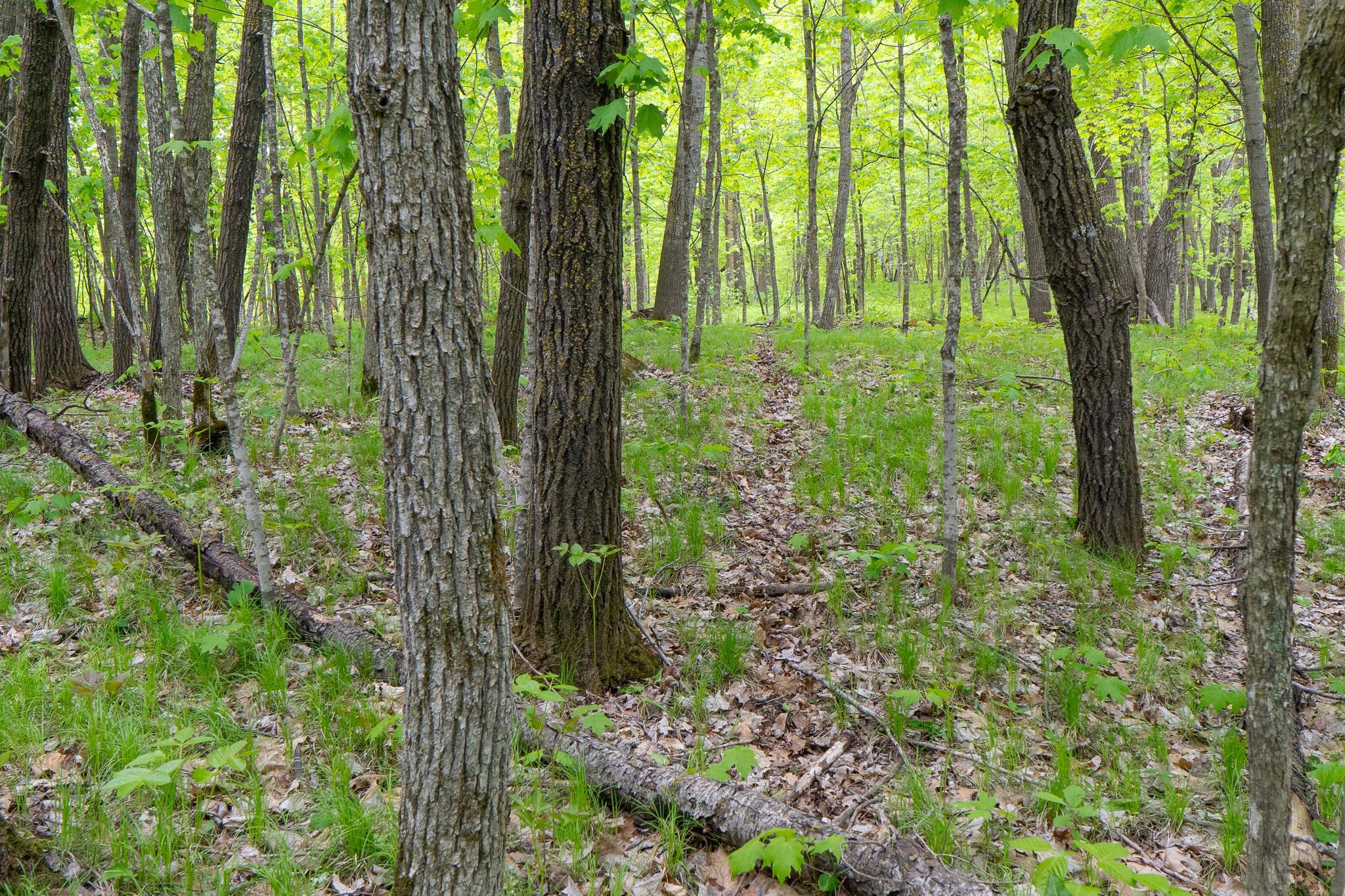 TBD Knopf Road, Rochert, Minnesota image 16