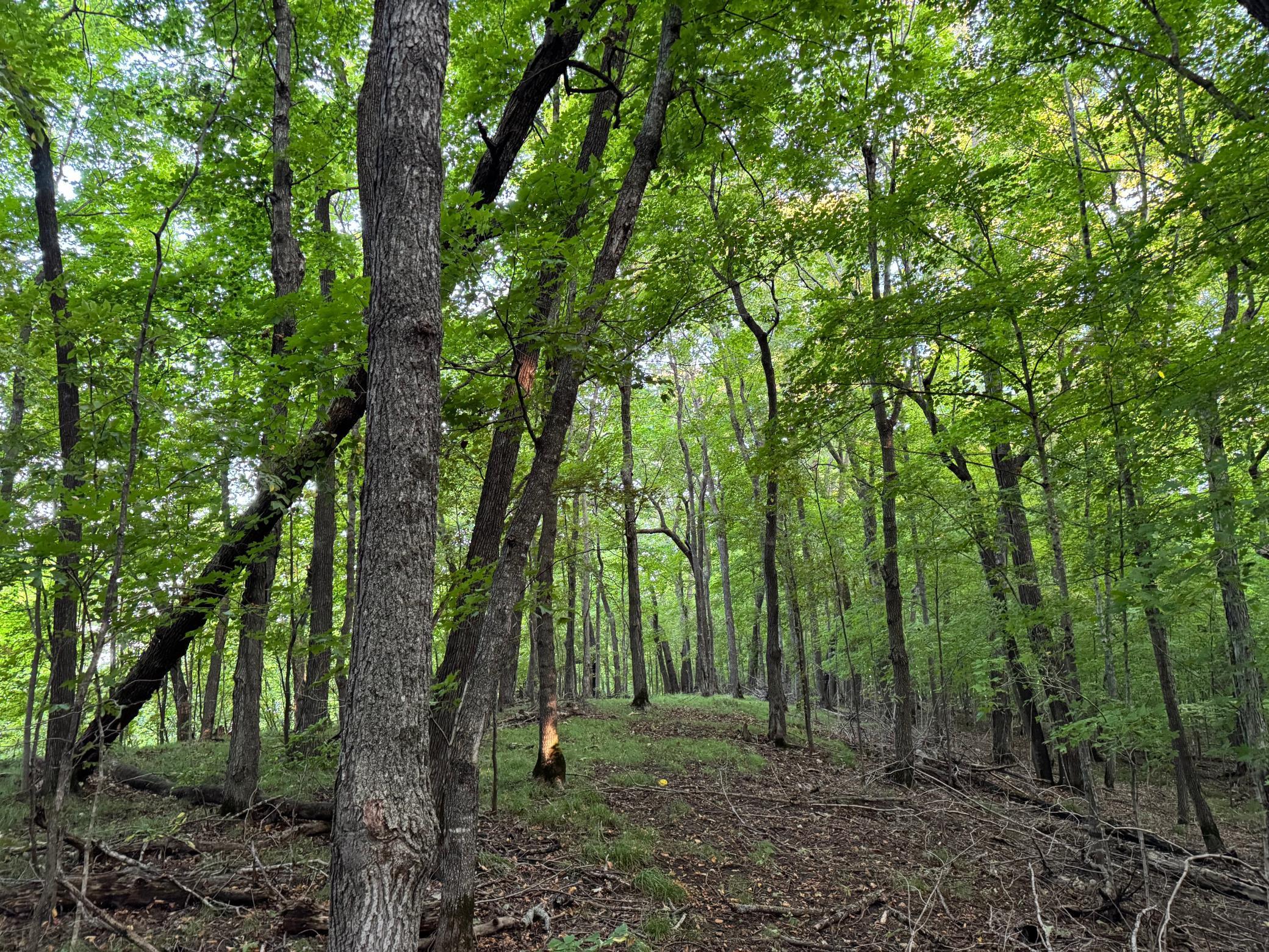 (LOT C) TBD NE Rock Lake Road, Rochert, Minnesota image 39