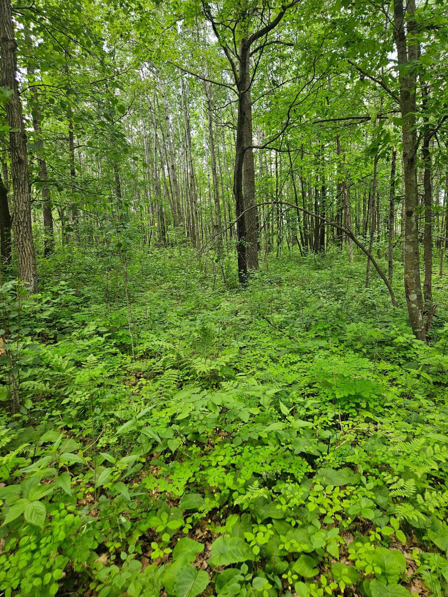 Parcel E Rogue Way, Ironton, Minnesota image 18
