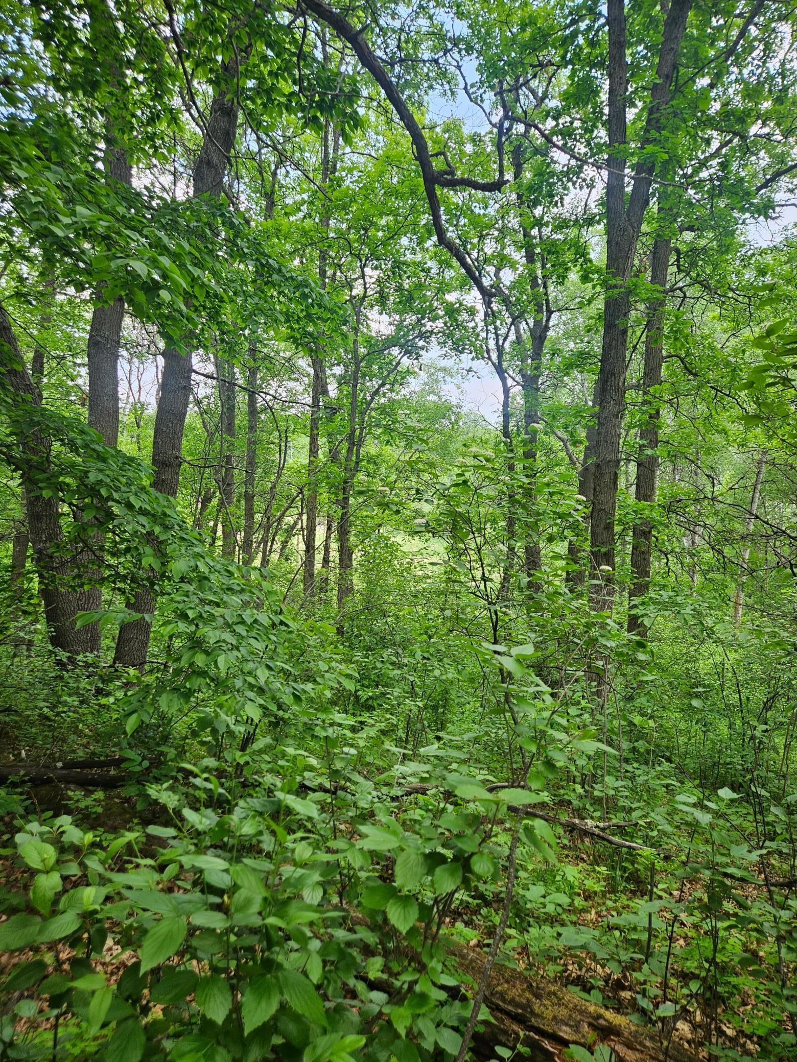 Parcel E Rogue Way, Ironton, Minnesota image 13