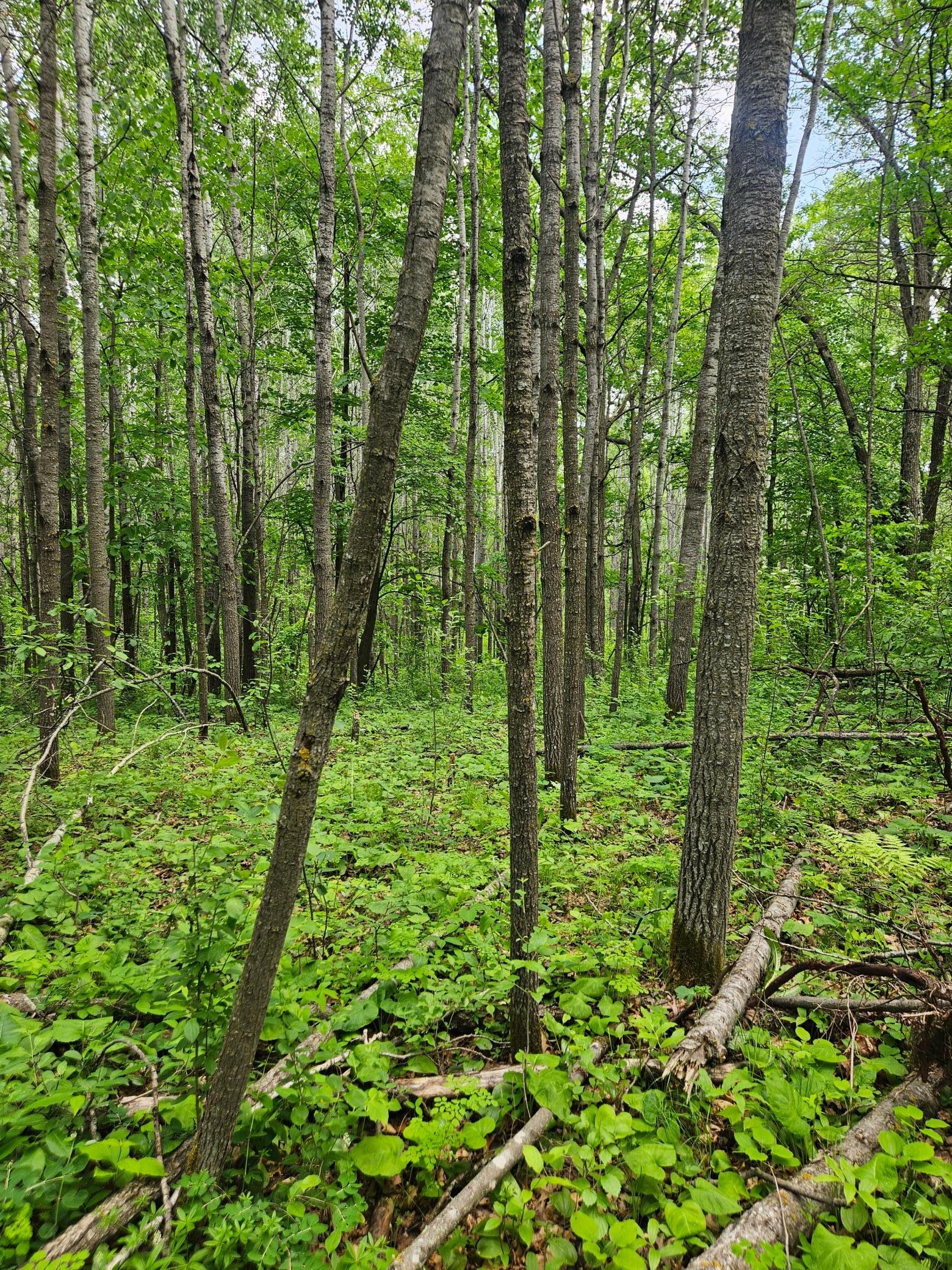 Parcel E Rogue Way, Ironton, Minnesota image 9