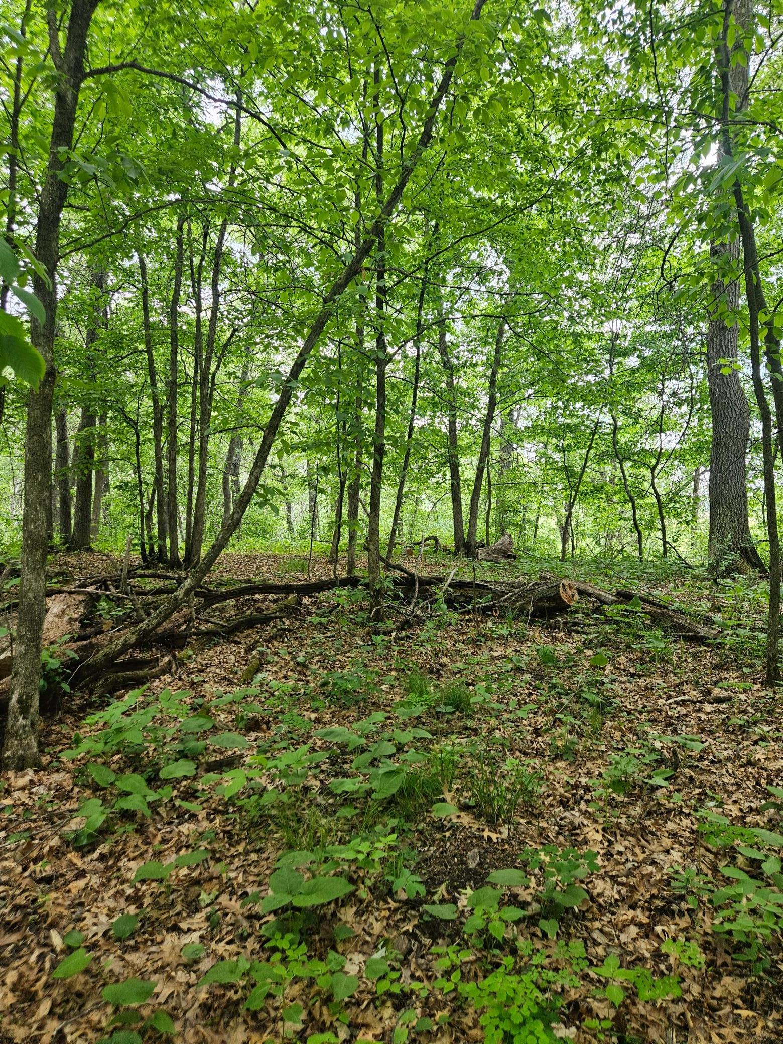 Parcel E Rogue Way, Ironton, Minnesota image 11