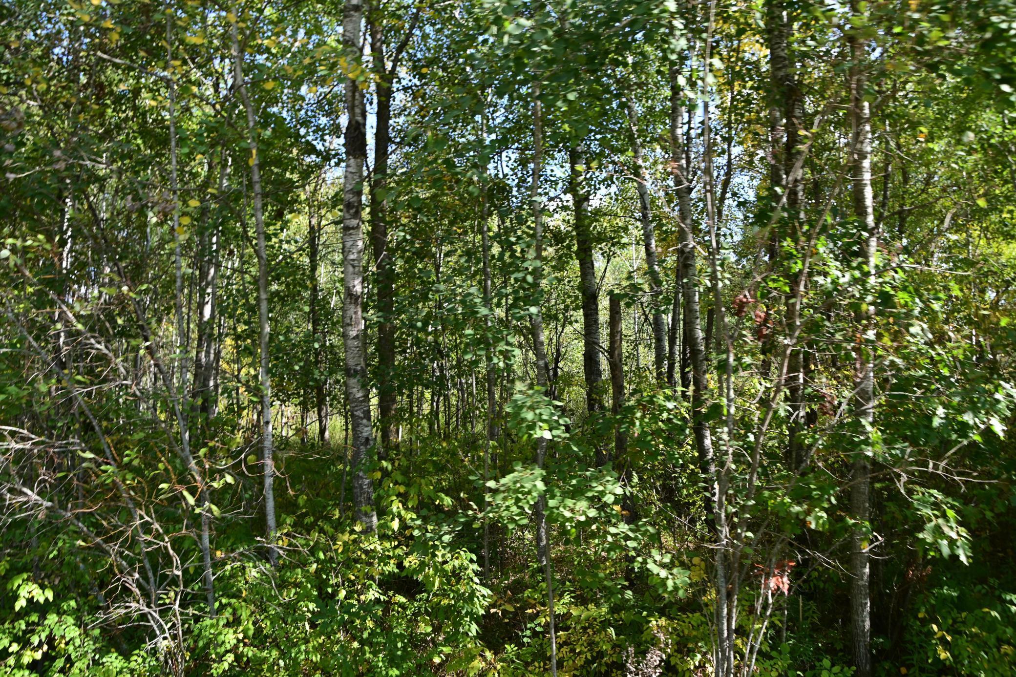 Lot 51 Block 12 Poplar Lane, Browerville, Minnesota image 4
