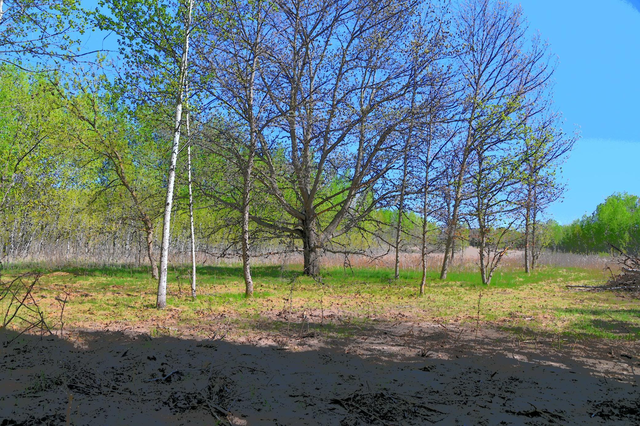 Lot 51 Block 12 Poplar Lane, Browerville, Minnesota image 3