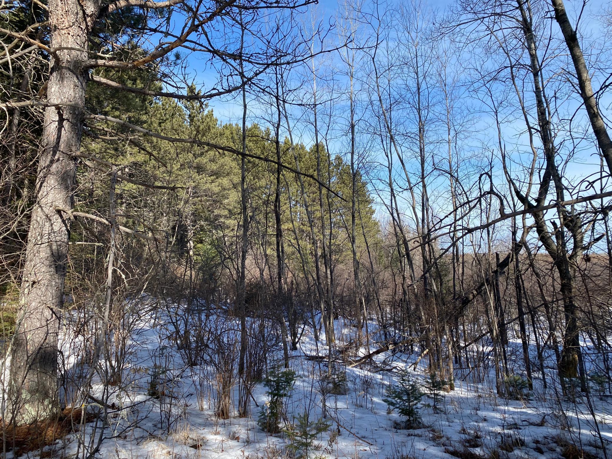 TBD Sherwood Anderson Rd., Britt, Minnesota image 33