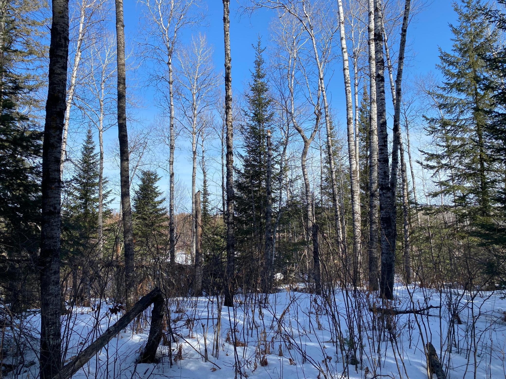 TBD Sherwood Anderson Rd., Britt, Minnesota image 14