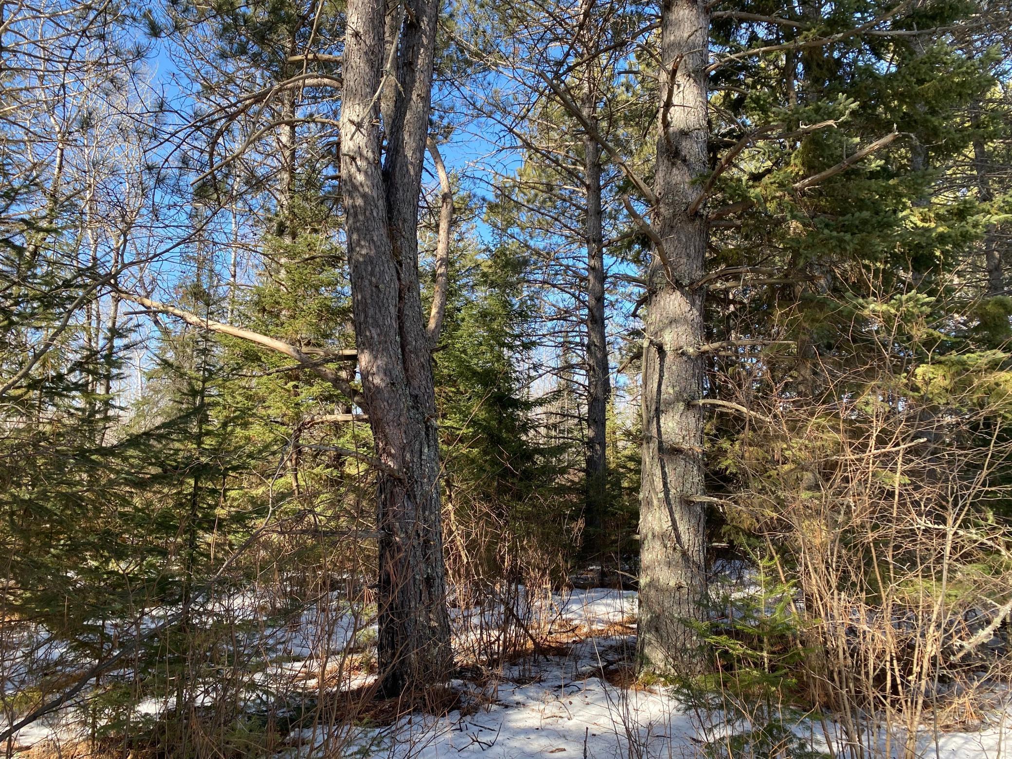 TBD Sherwood Anderson Rd., Britt, Minnesota image 36