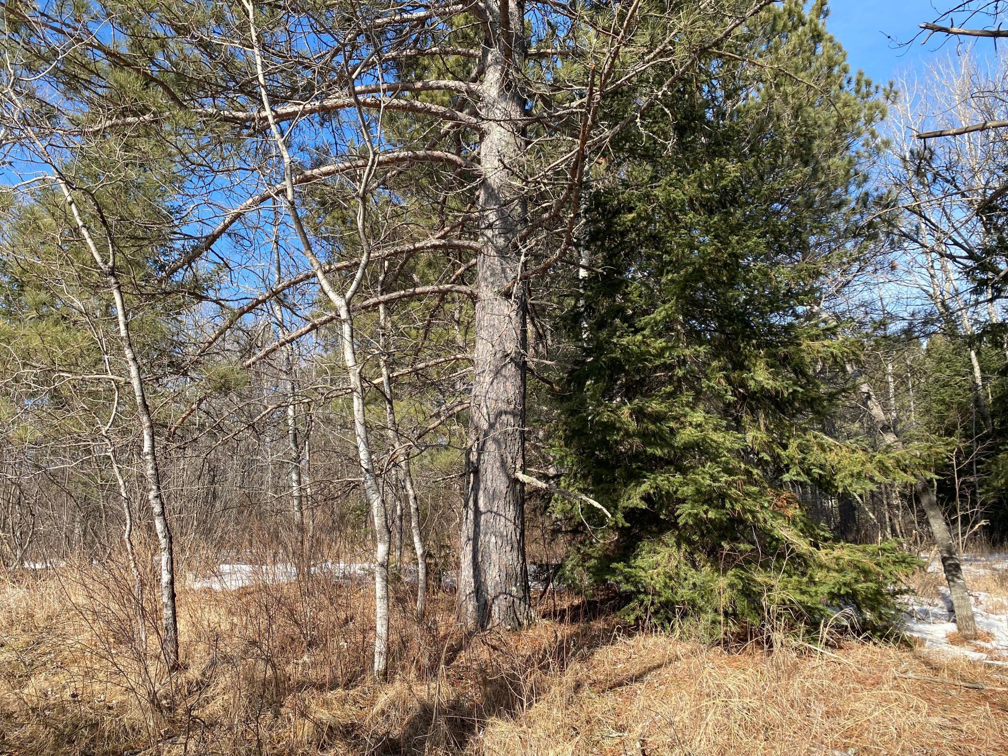 TBD Sherwood Anderson Rd., Britt, Minnesota image 29
