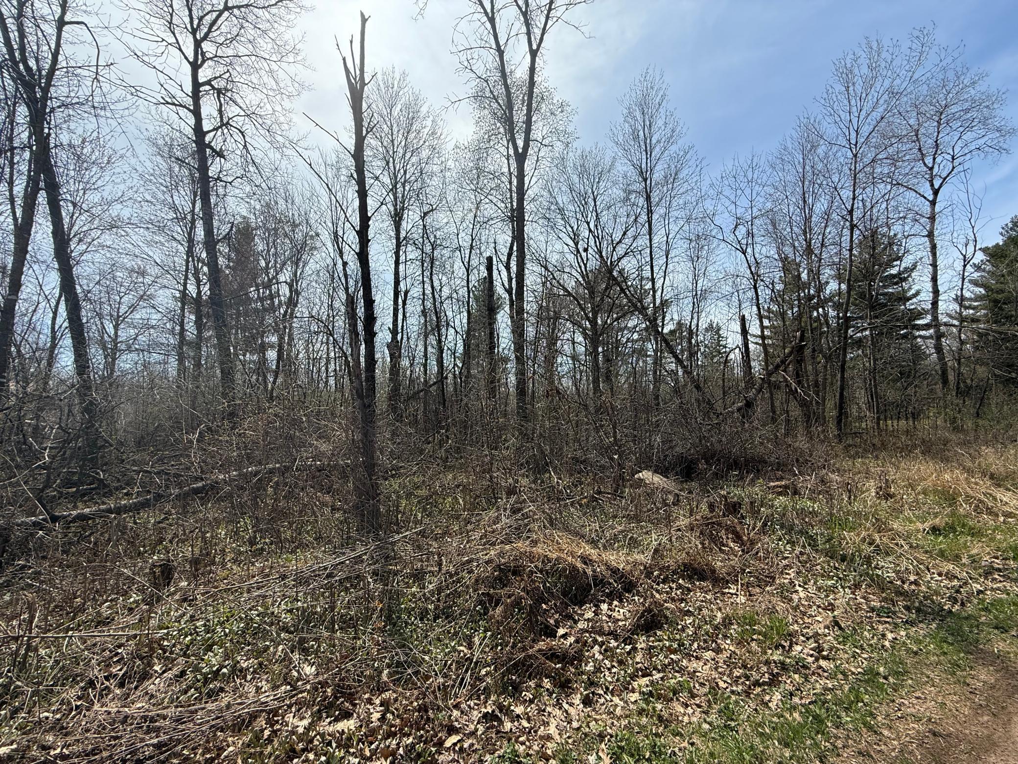 14XXX Birchwood Trail, Pine City, Minnesota image 4