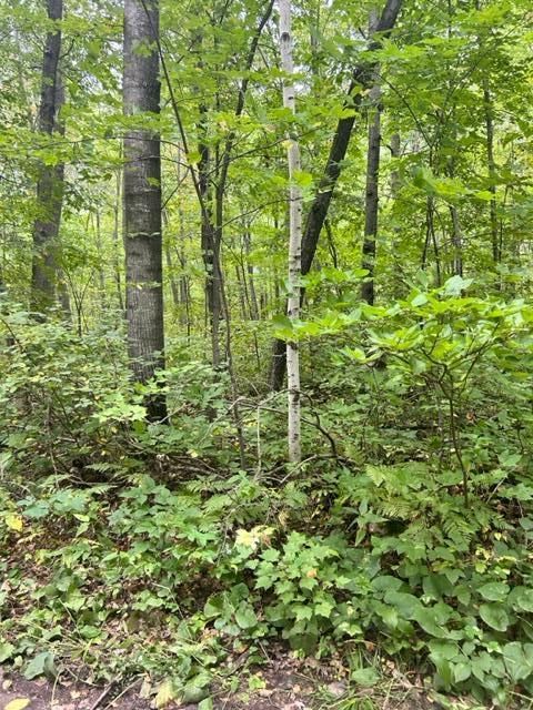 Vacant Land For Sale - XXX Opal Lane<br/> Morrison County, Cushing, MN 56443