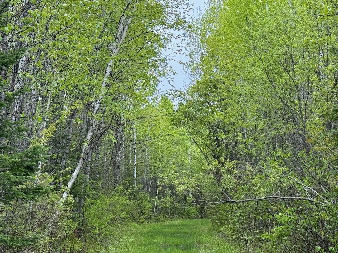 11000 Cr64, Mizpah, Minnesota image 10