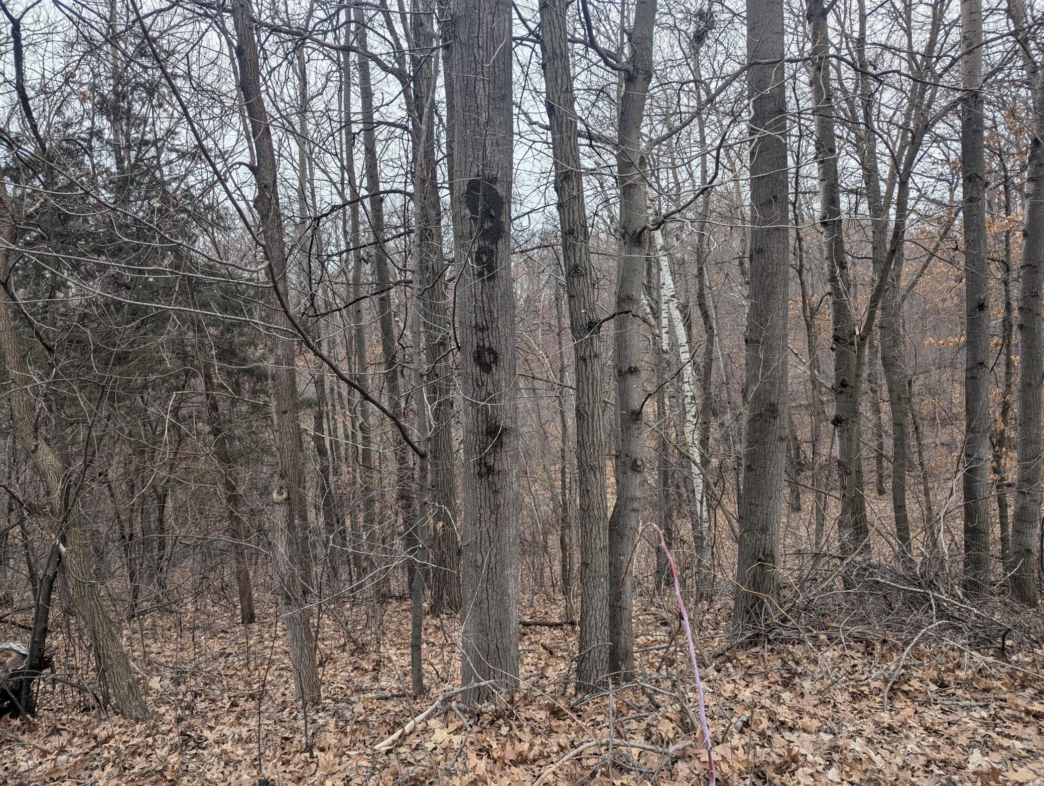 23020 Manning Trail, Scandia, Minnesota image 42