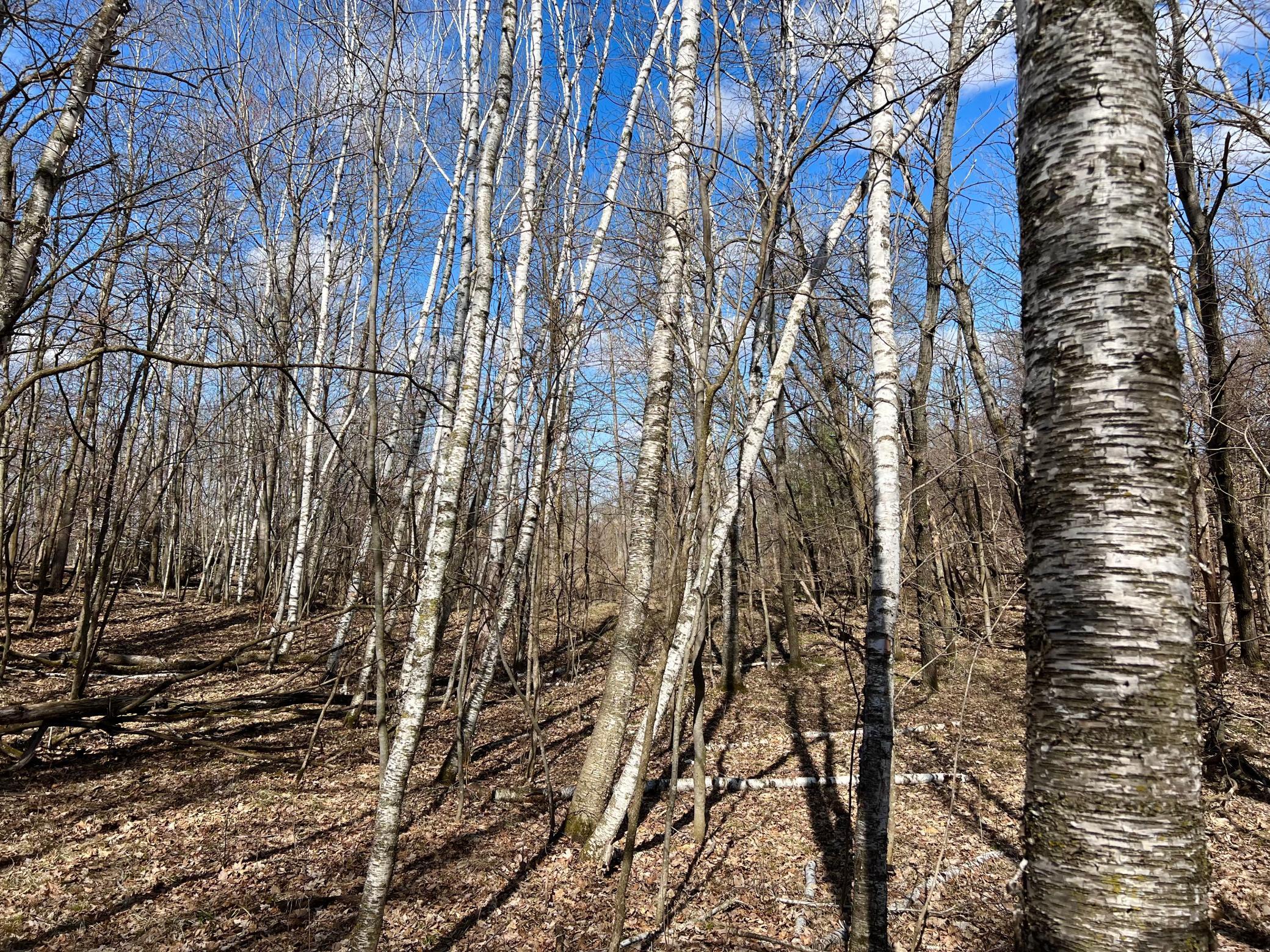 TBD Tower Road, Detroit Lakes, Minnesota image 20