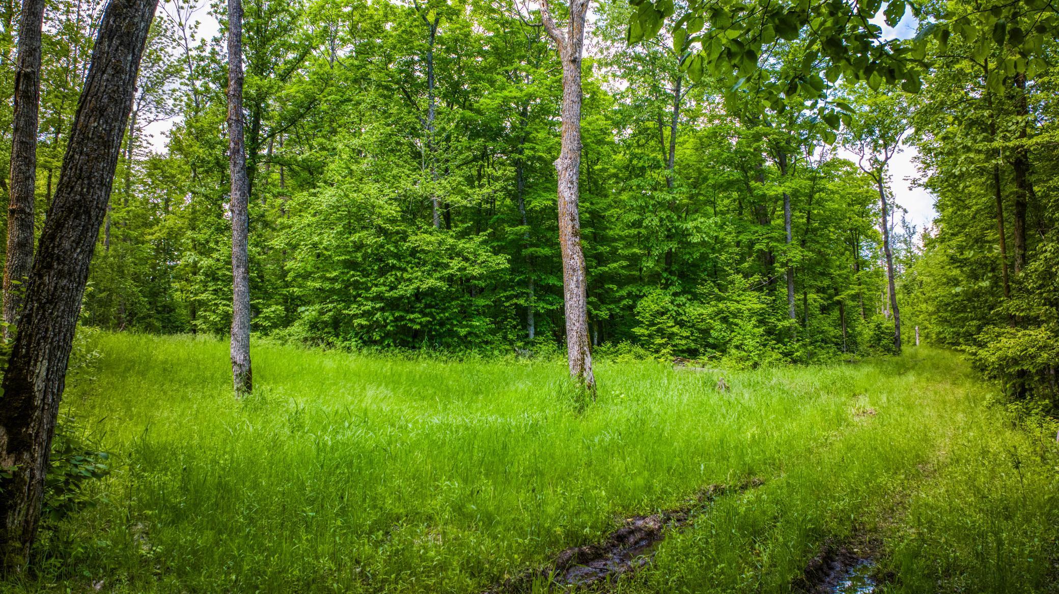 0000 Deervine Trail, Tenstrike, Minnesota image 16