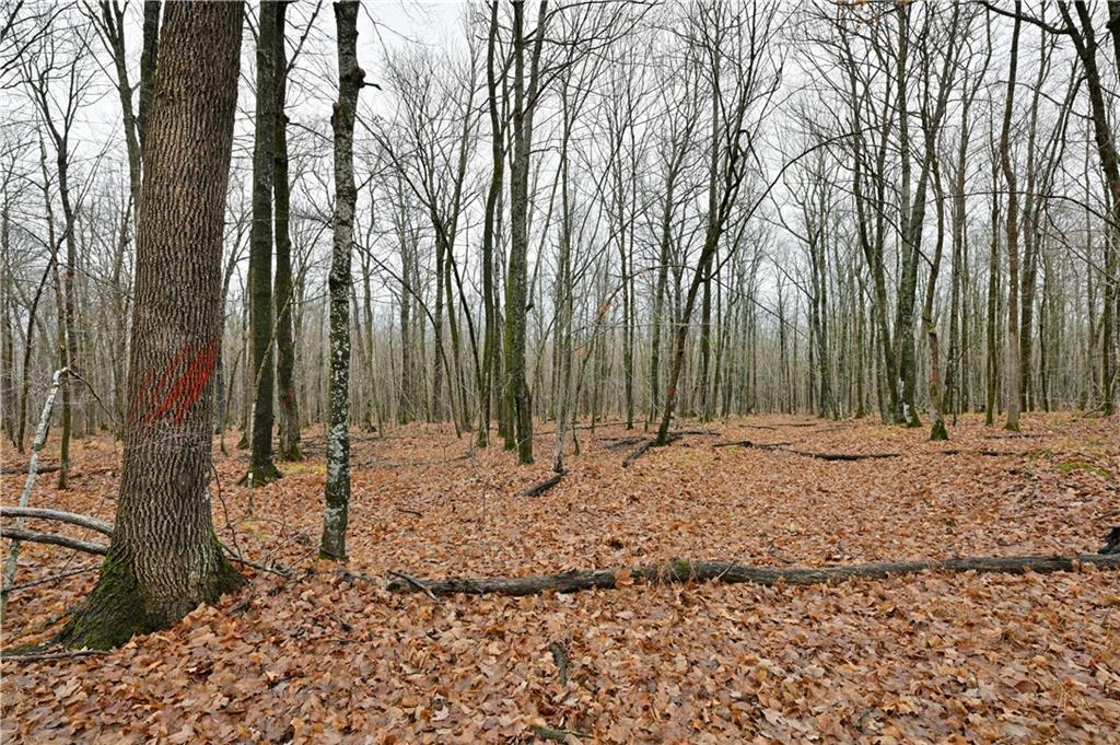 80 Acres County Highway C, Exeland, Wisconsin image 2