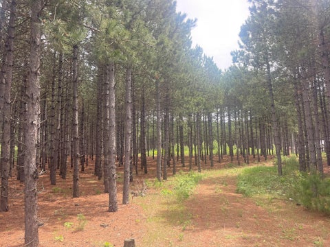 Vacant Land For Sale - TBD2 County 2<br/> Nevis, MN 56467