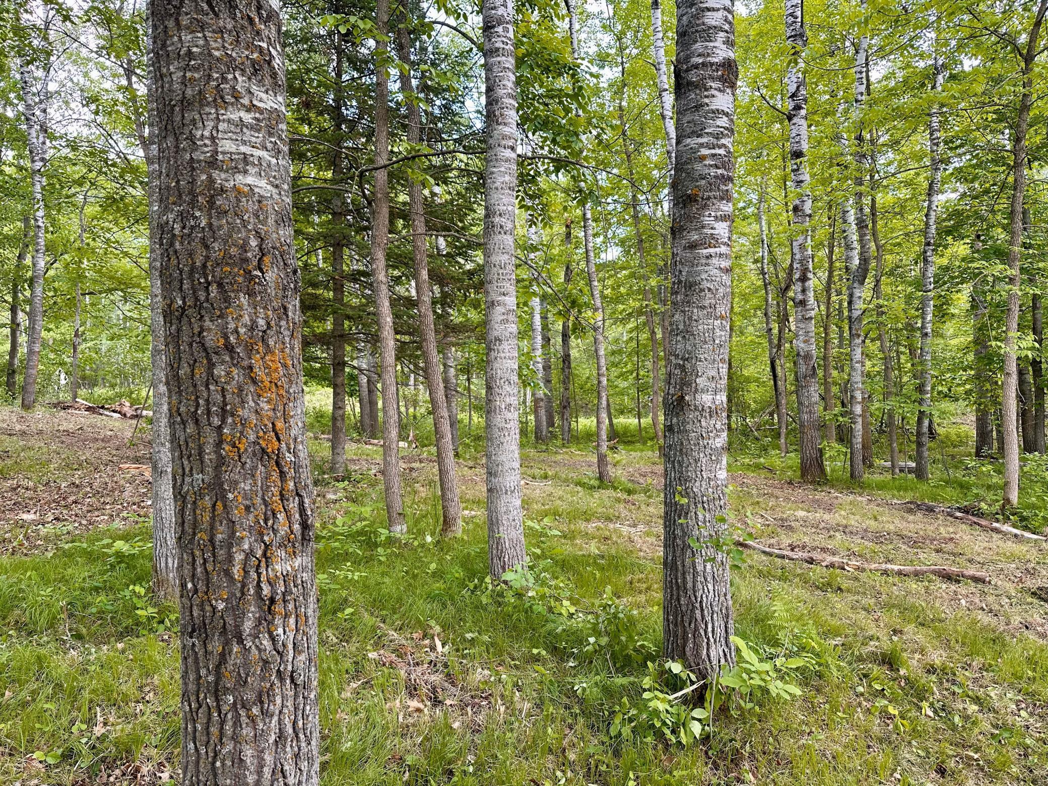 TBD Ja Bird Loop, Longville, Minnesota image 11