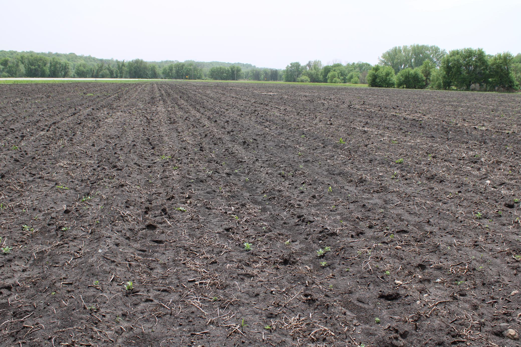TBD County Hwy 24 Road, Pine Island, Minnesota image 9