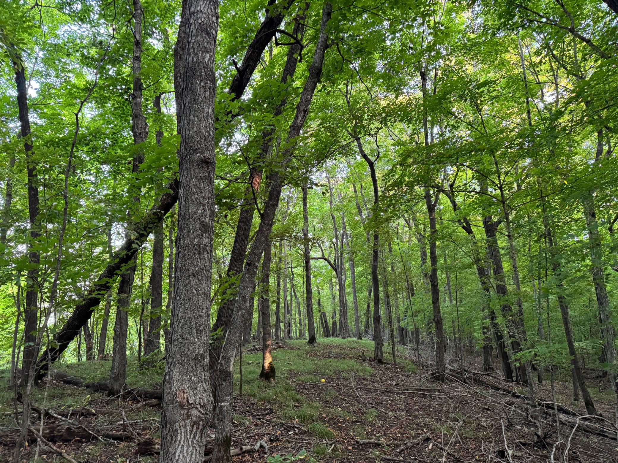 (LOT 1) 24628 NE Rock Lake Road, Rochert, Minnesota image 38