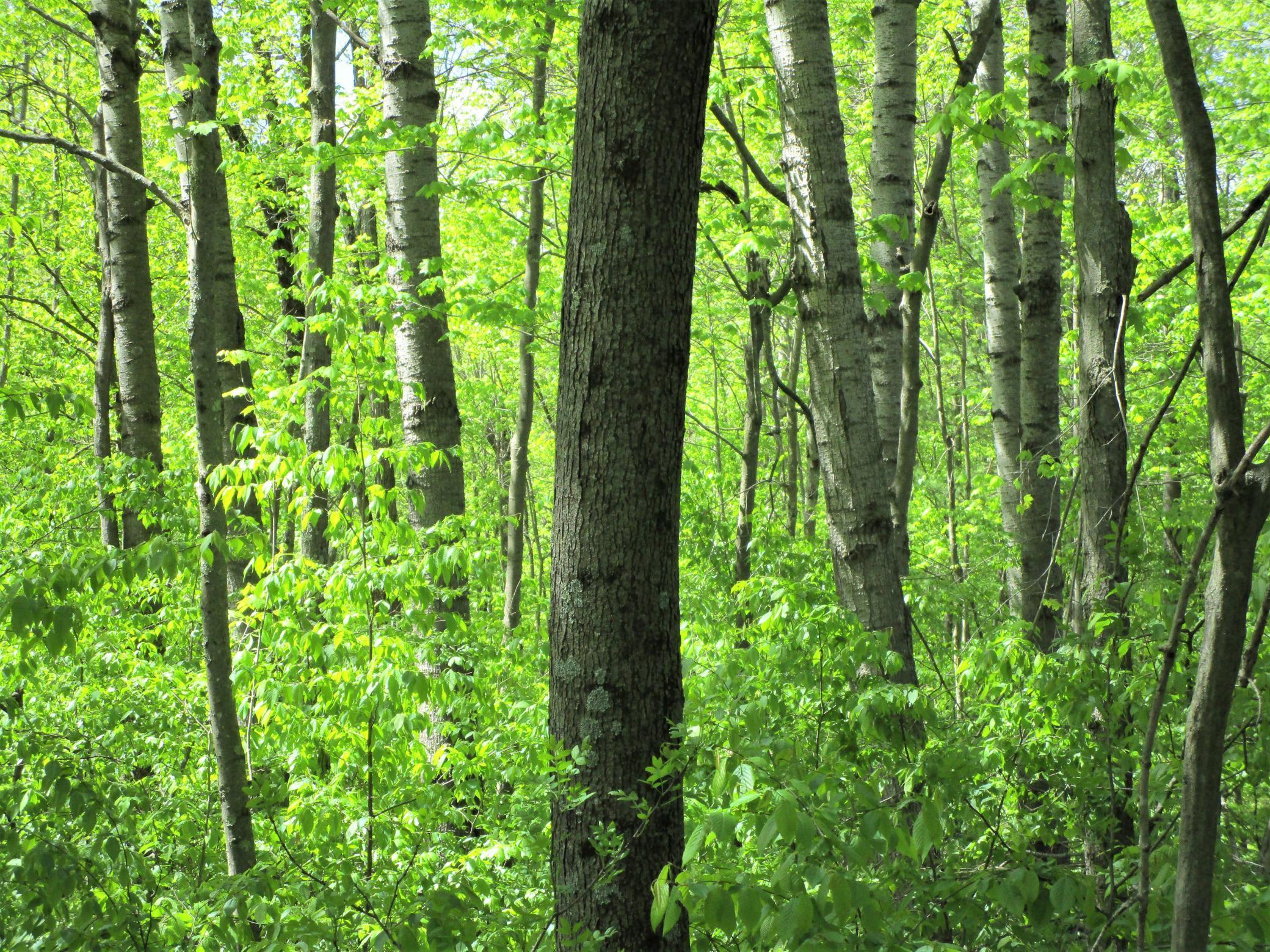 Lot 1 85th Street, Frederic, Wisconsin image 3