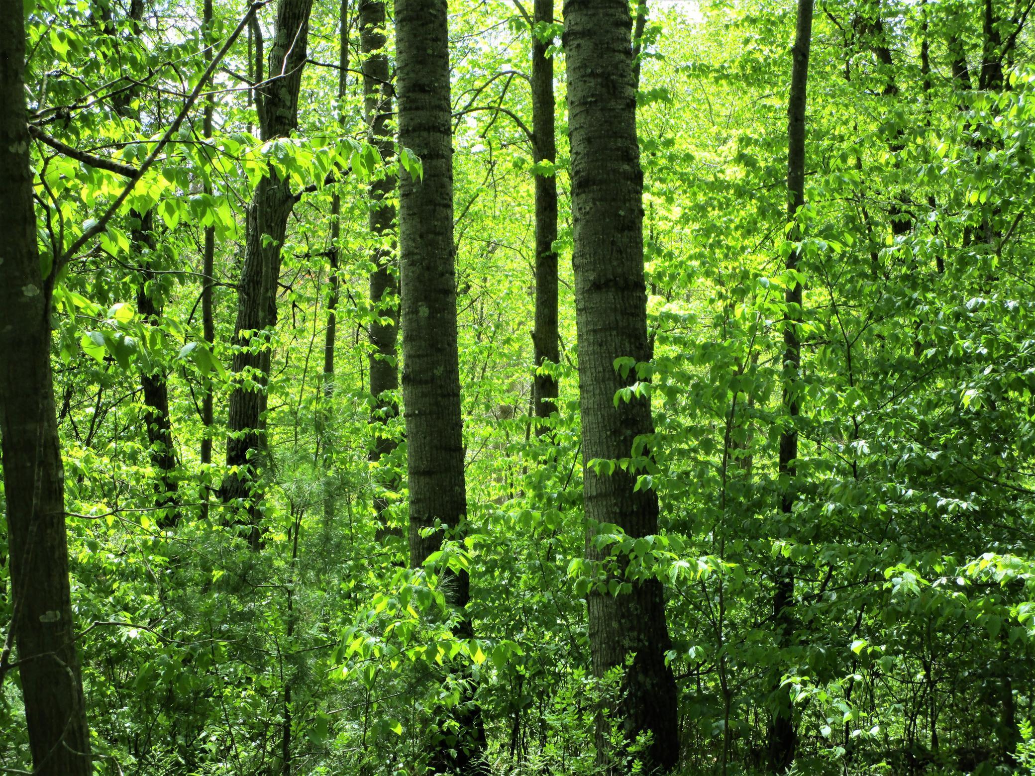 Lot 1 85th Street, Frederic, Wisconsin image 4